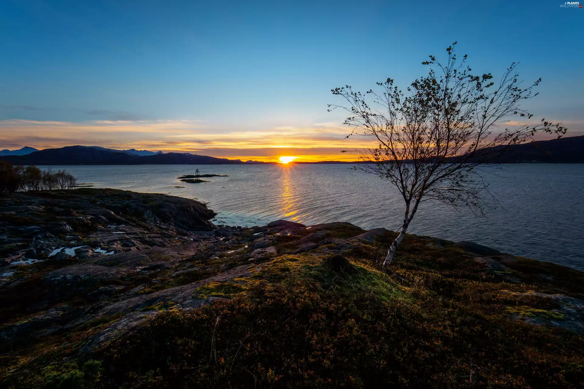 Great Sunsets, The Hills, birch-tree, sea, trees