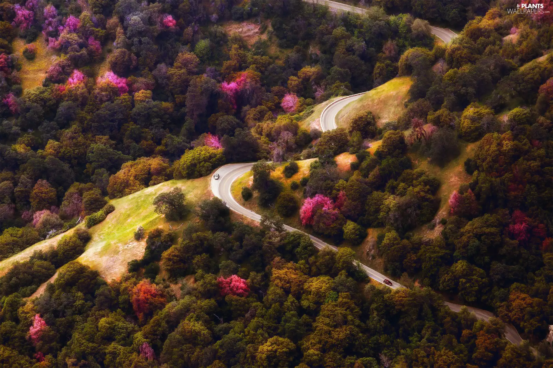 viewes, Way, The Hills, Aerial View, autumn, trees