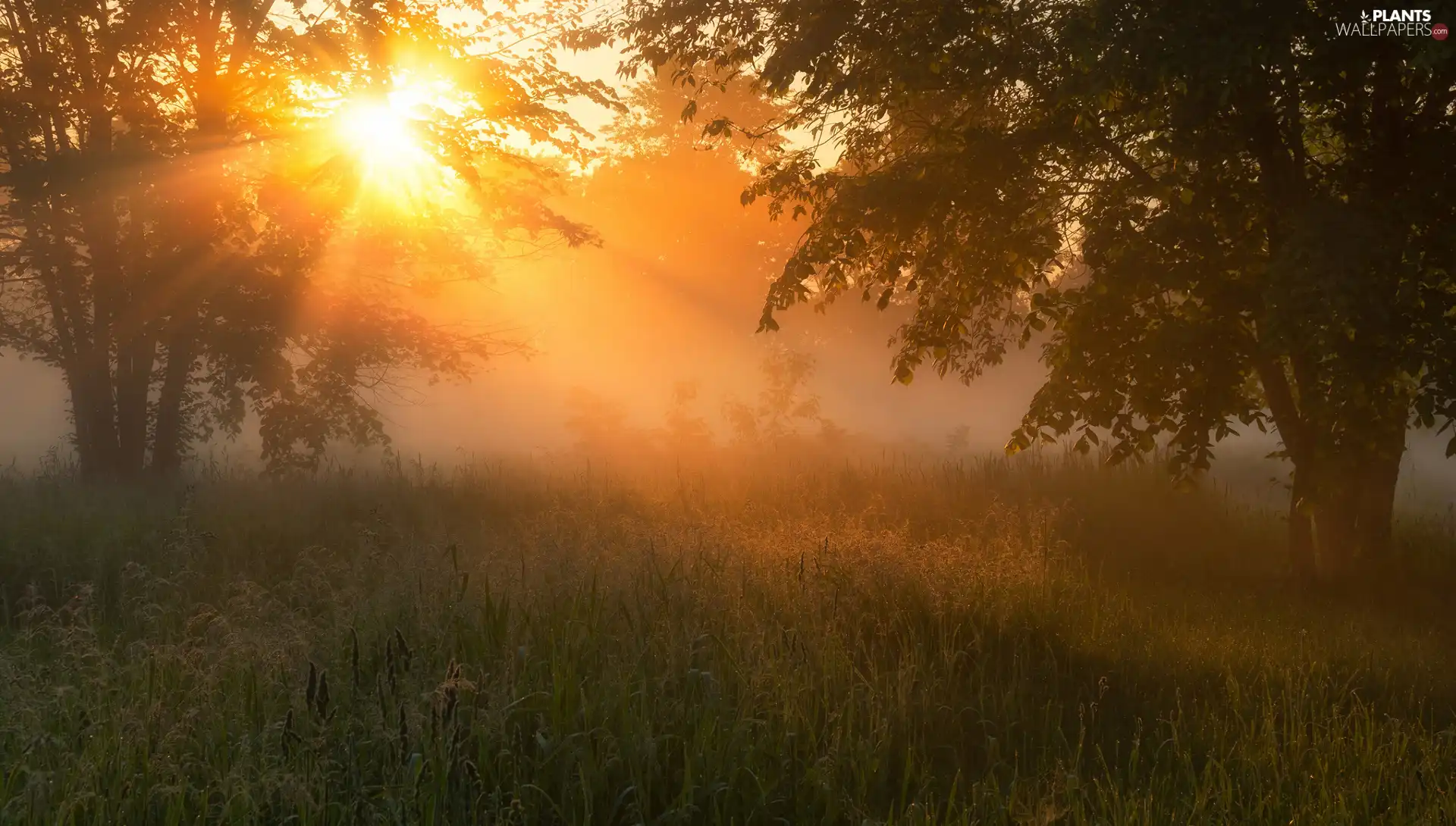 light breaking through sky, Fog, viewes, grass, trees