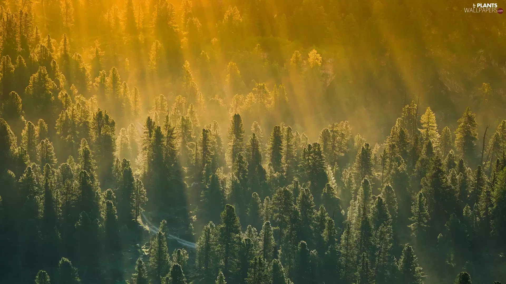 light breaking through sky, Way, viewes, forest, trees