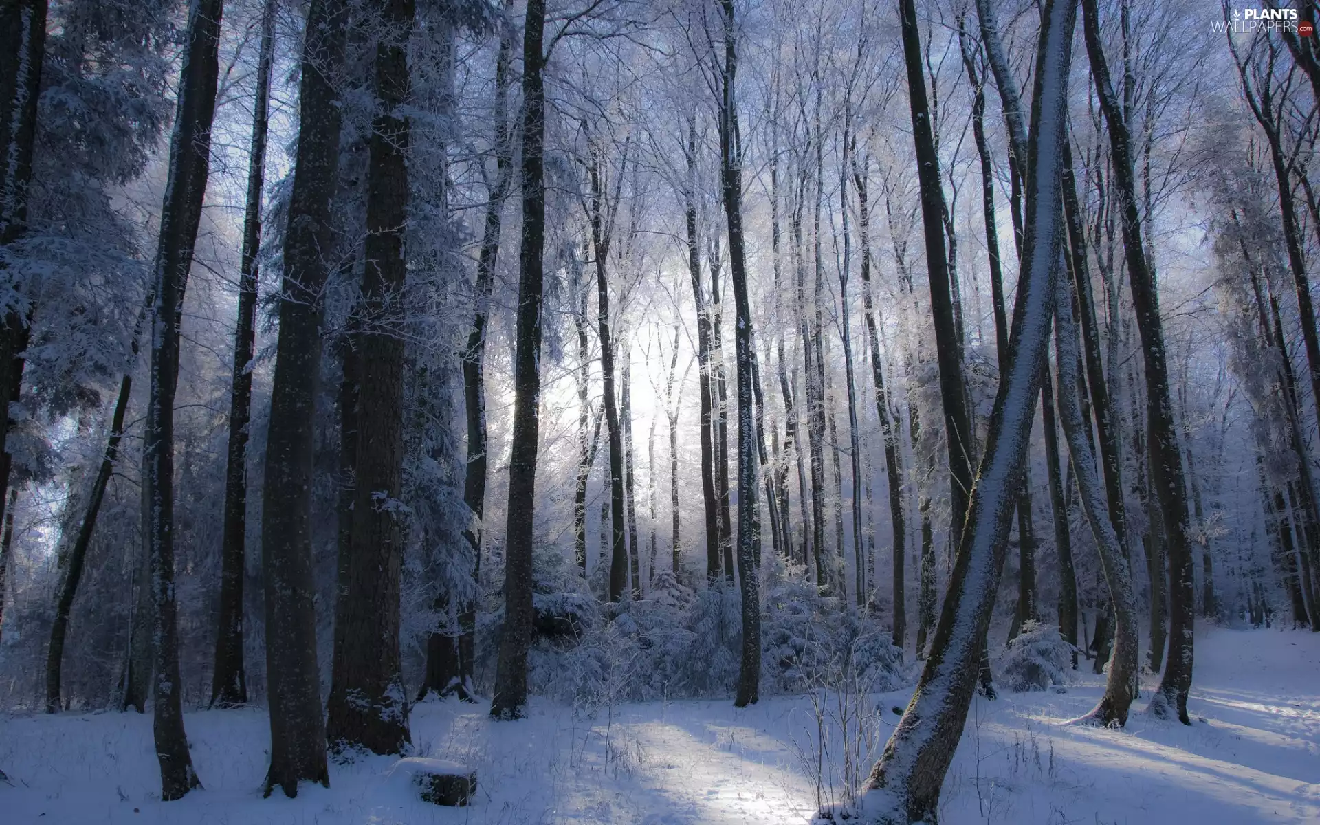 trees, snow, Bush, forest, winter, viewes, light breaking through sky