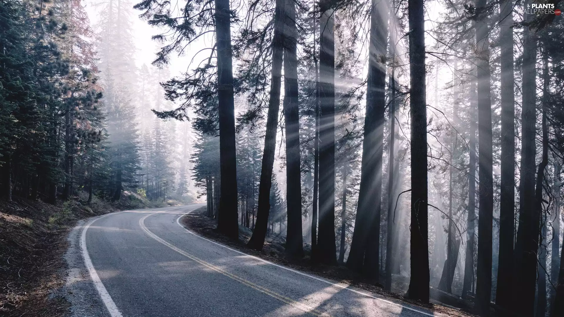 trees, turn, forest, Fog, Way, viewes, light breaking through sky