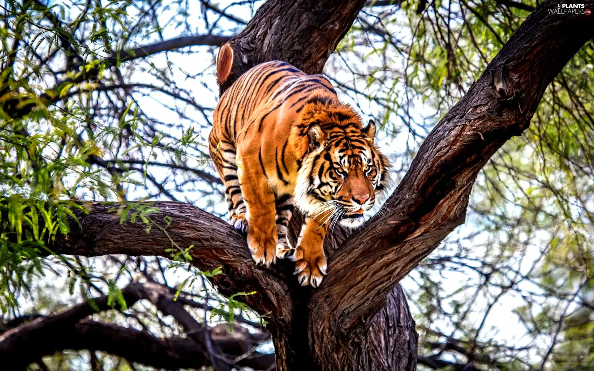 tiger, trees