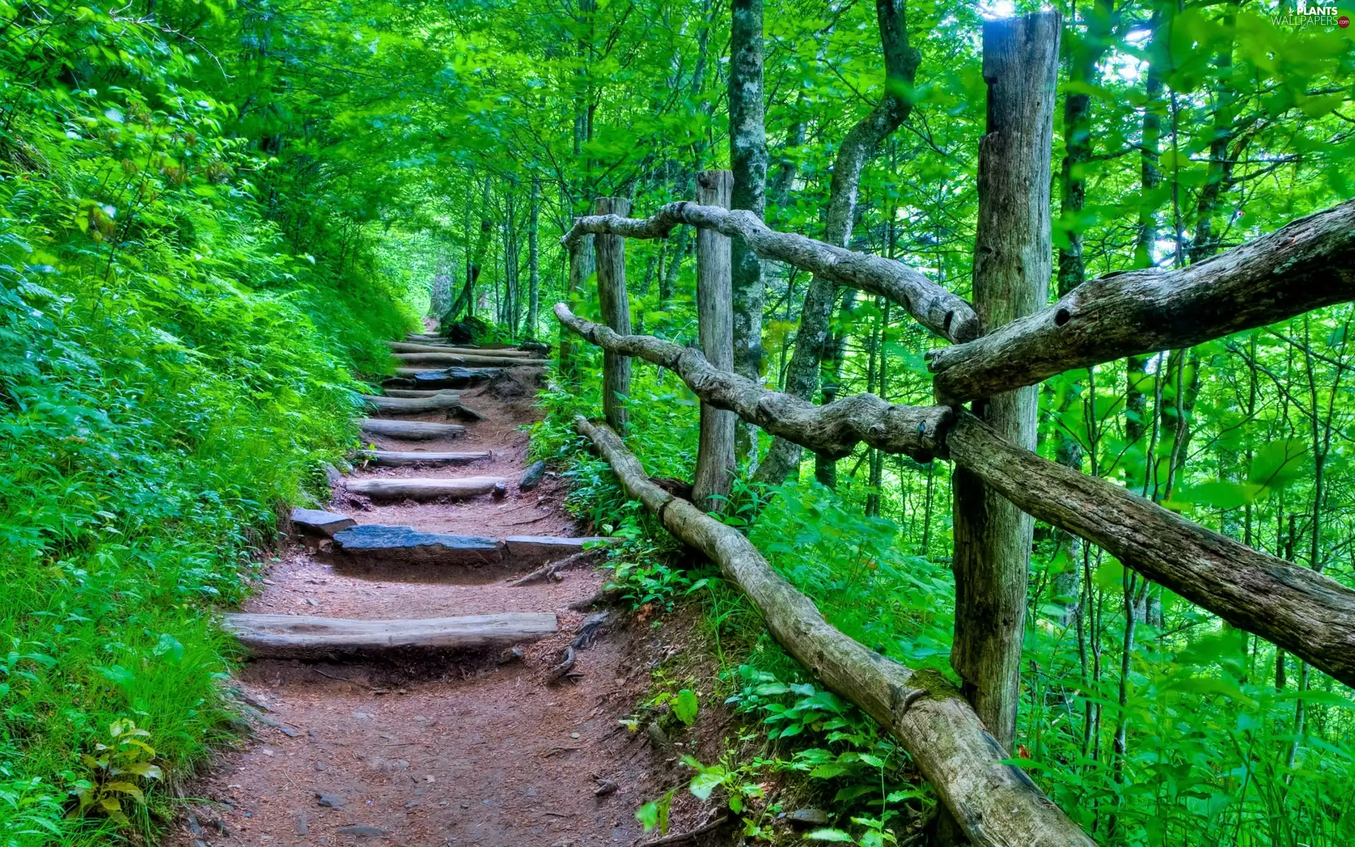 viewes, Path, trail, trees, Mountains, Bush, Spring