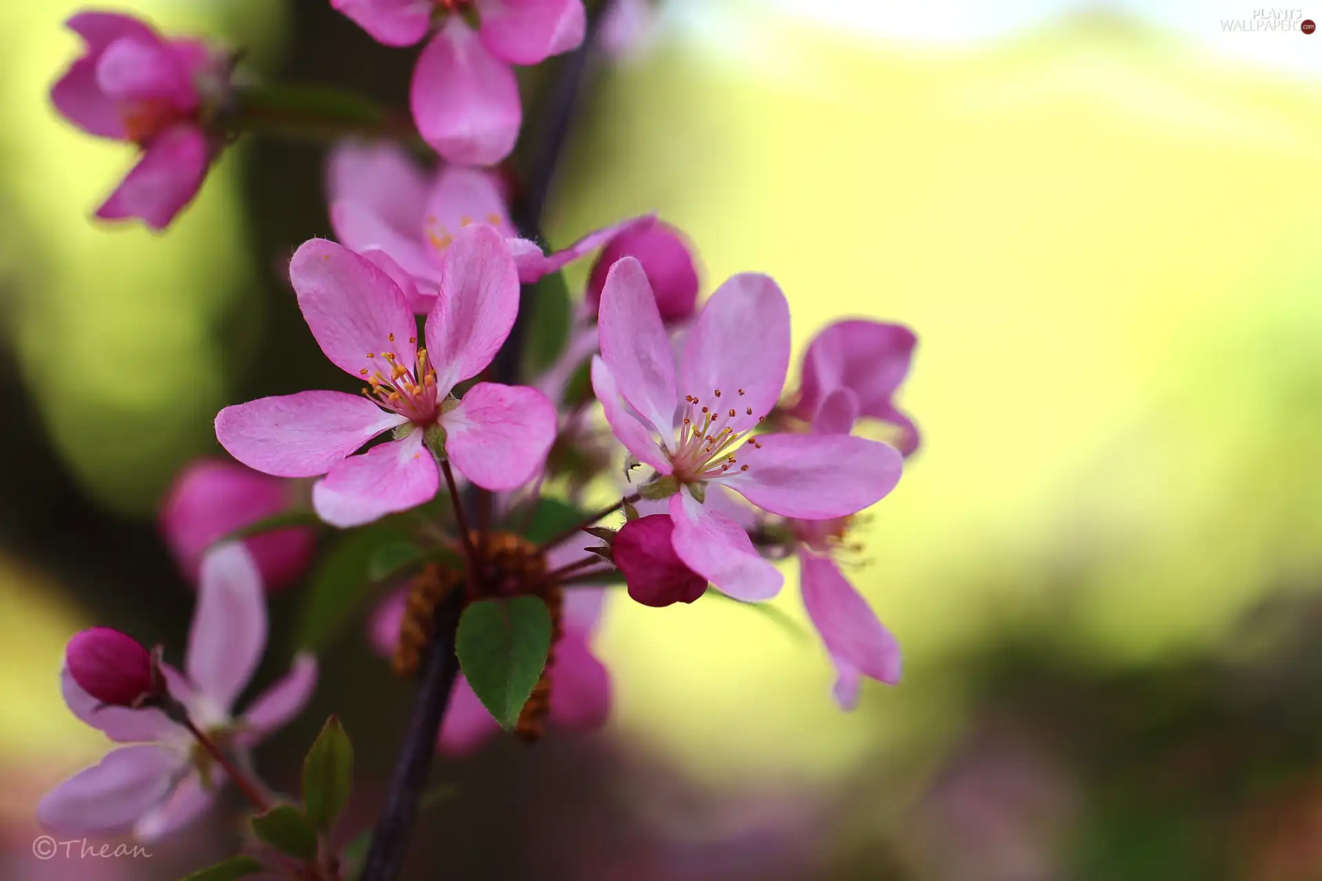 fruit, Flowers, Paradise, trees, Pink, Apple Tree Decorator, apples