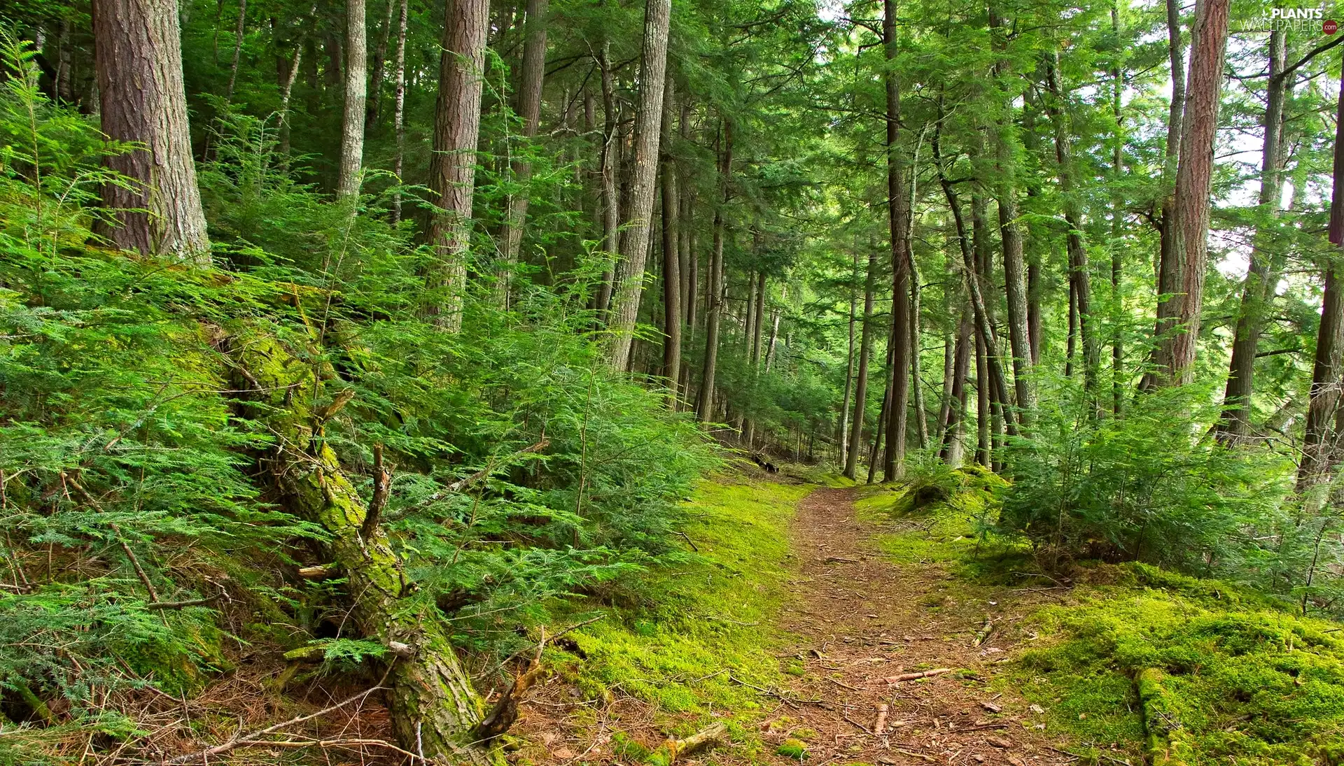 viewes, forest, fallen, trees, Path, trees