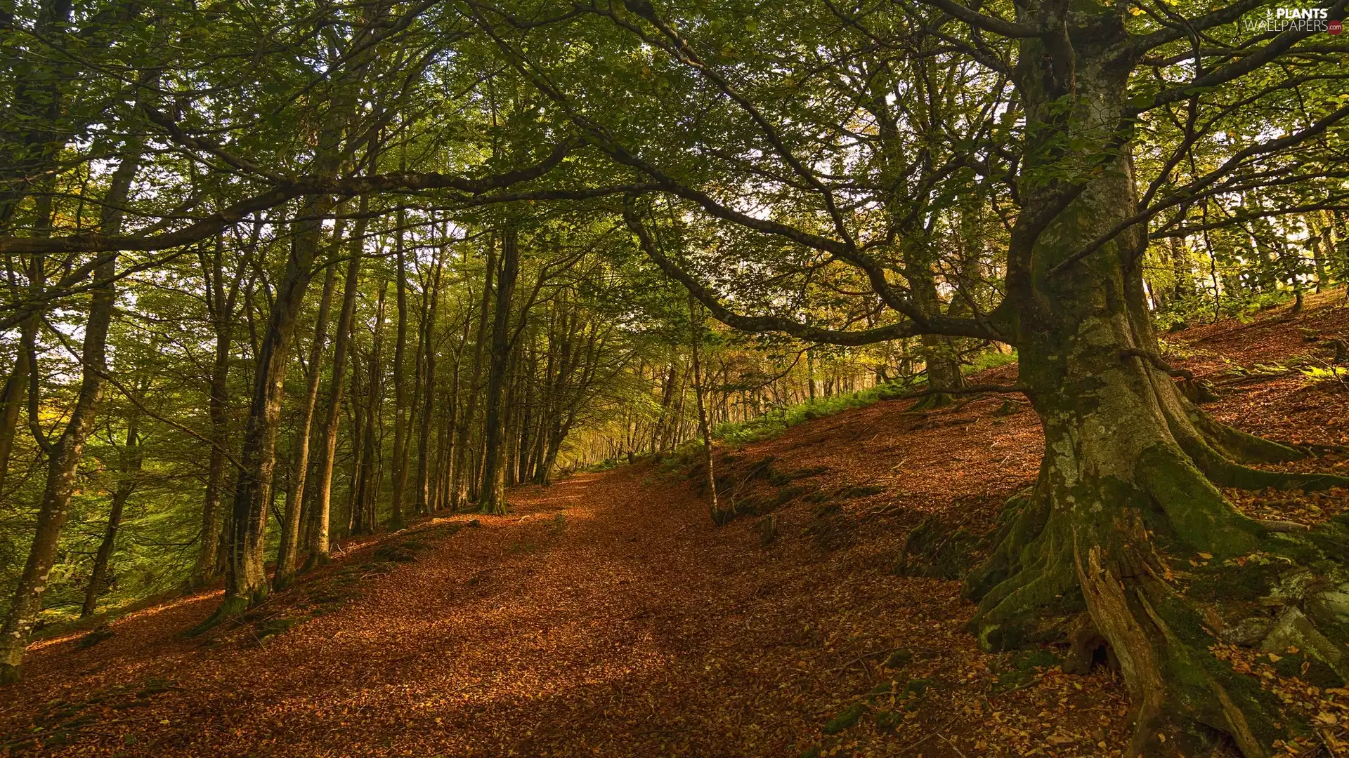 viewes, forest, trees, trees, autumn, spreading, Path