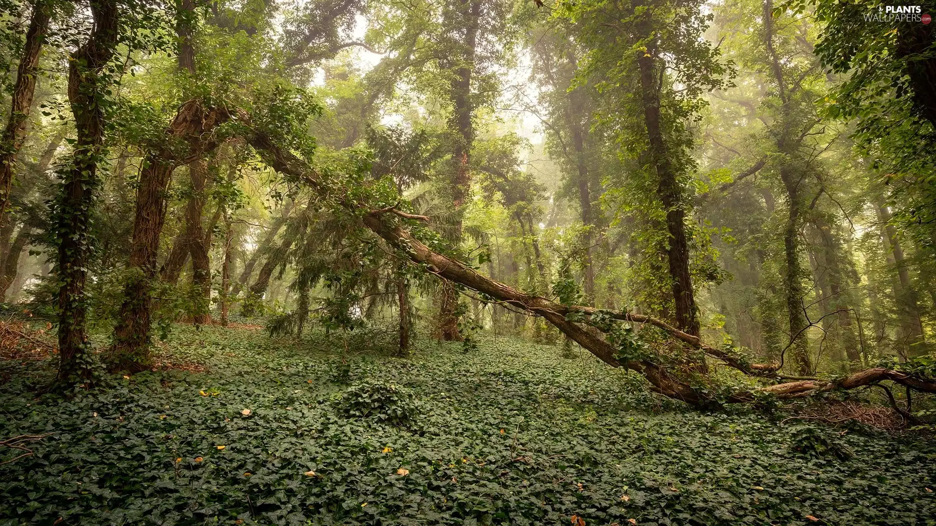 fallen, trees, trees, viewes, forest