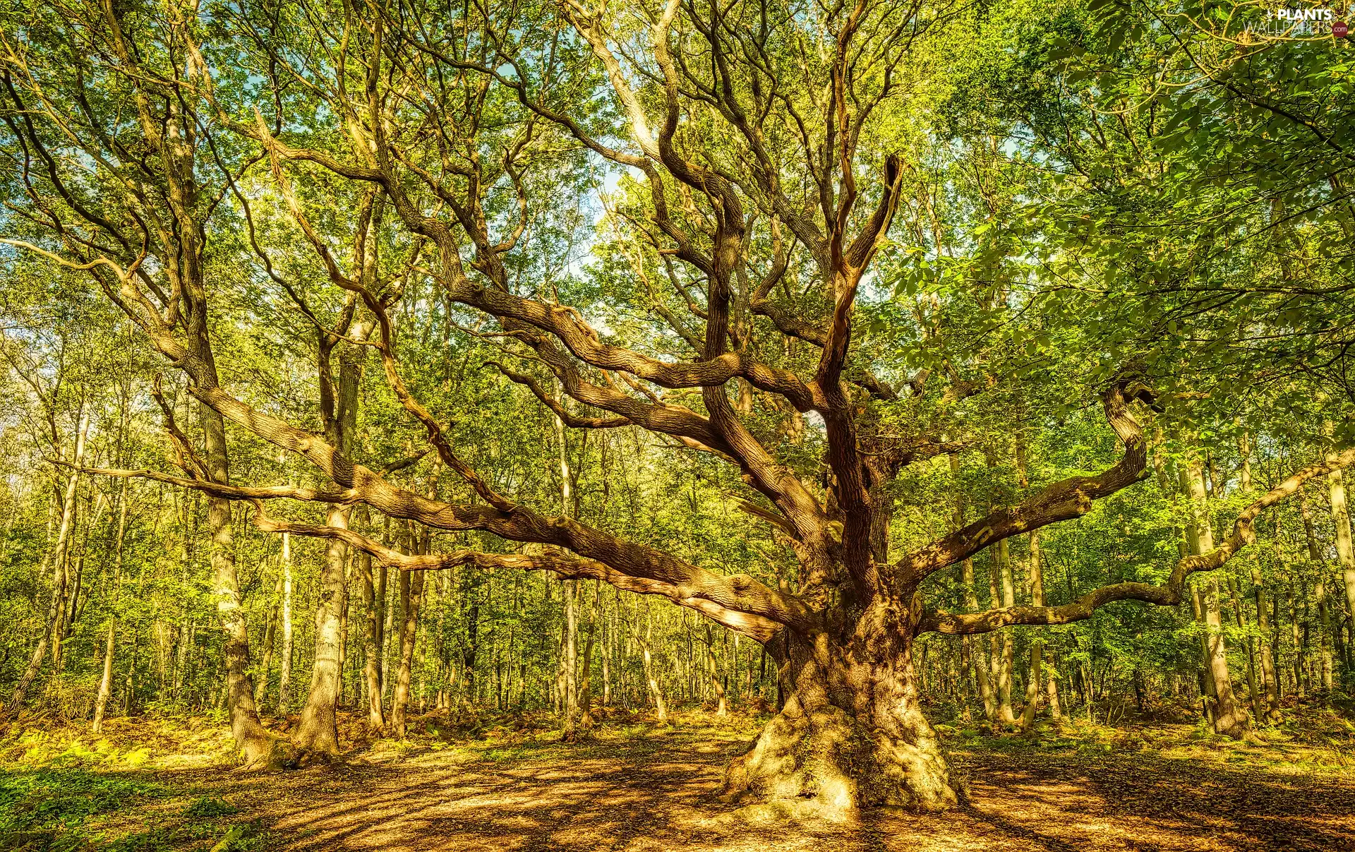 spreading, trees, trees, viewes, forest