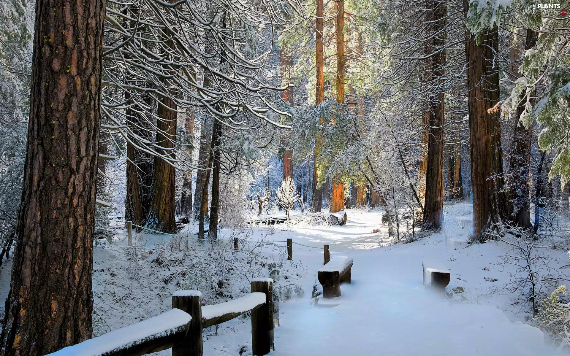 viewes, forest, trees, trees, winter, bench, viewes