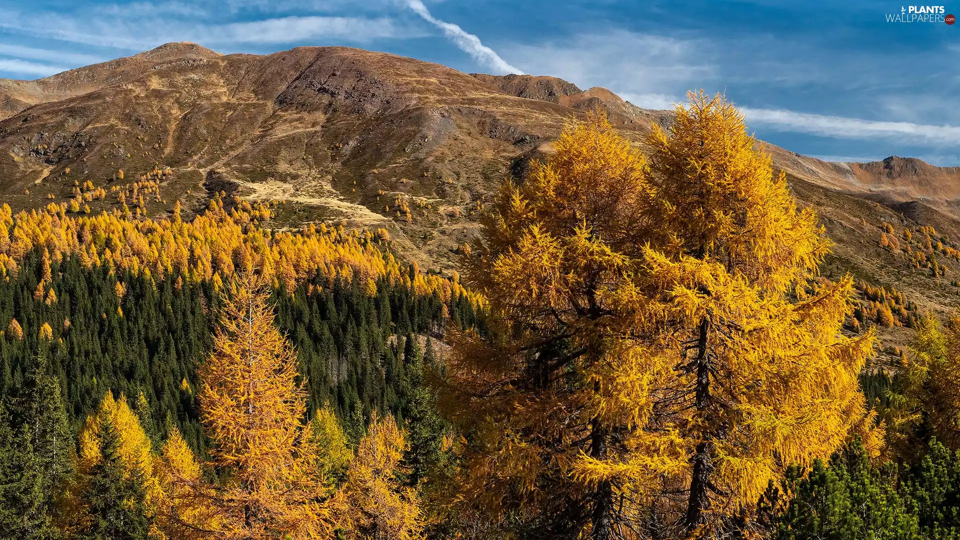 viewes, Mountains, trees, trees, autumn, Yellowed, viewes