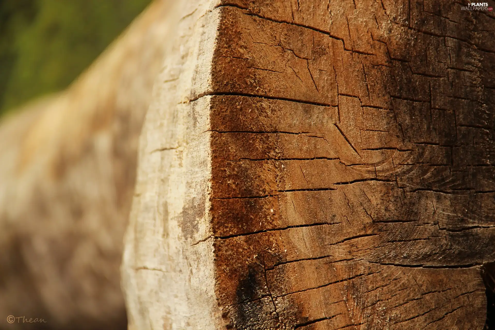 trees, cut, trunk