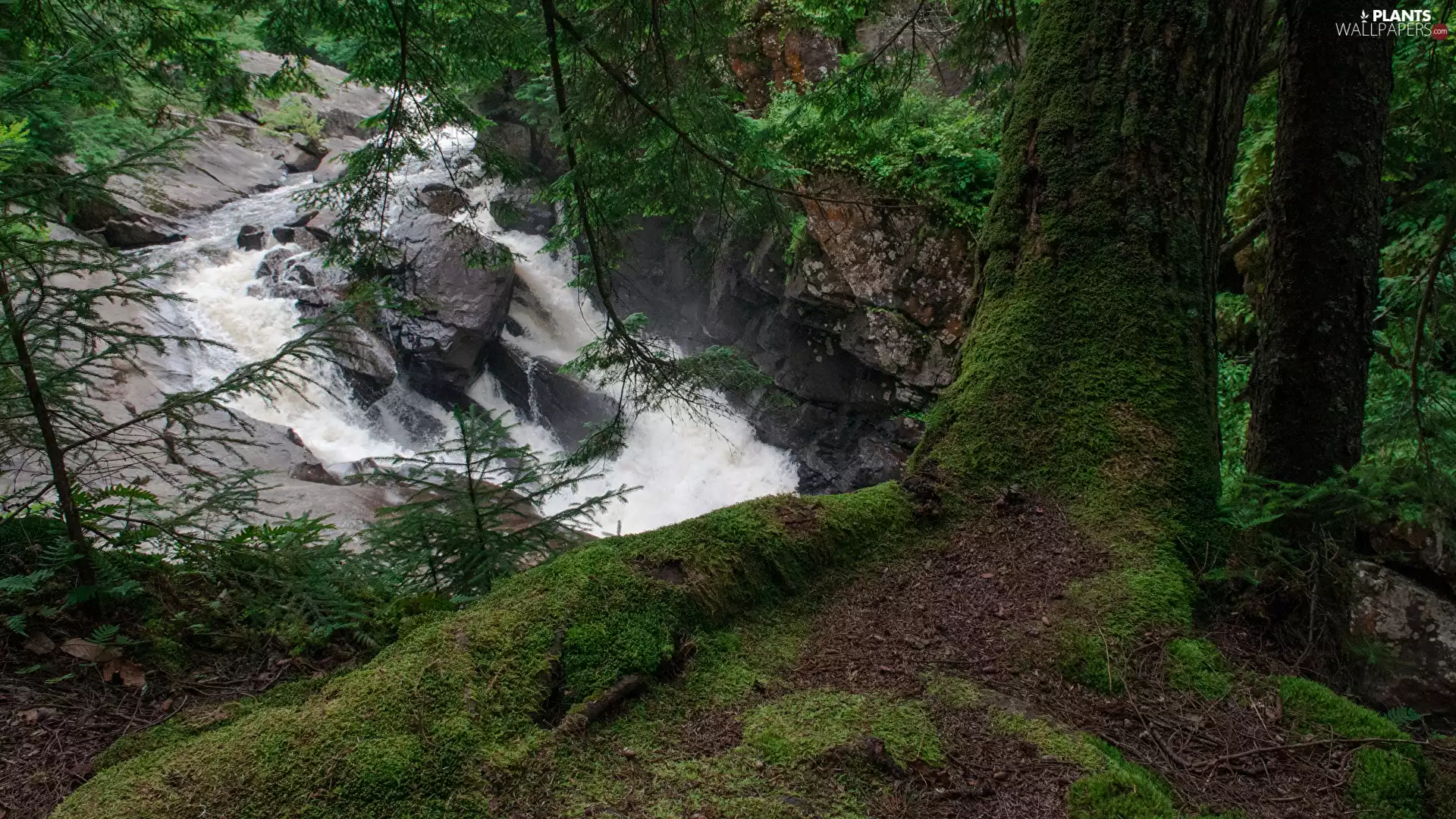 trees, viewes, rocks, branch pics, trees, trunk, waterfall, mossy