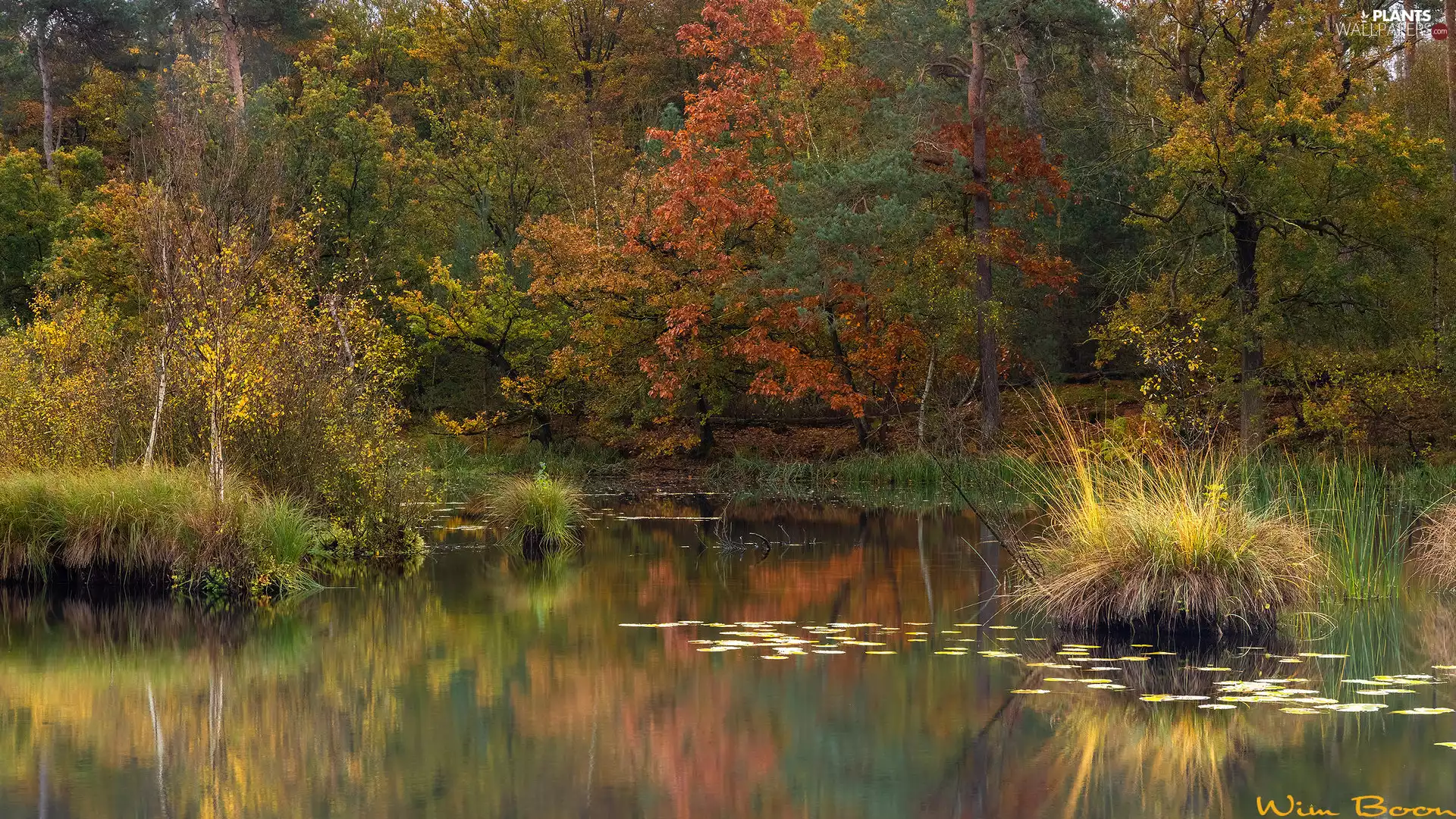 viewes, color, Tufts, trees, autumn, lake, grass
