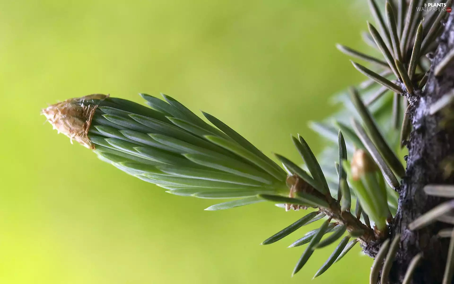 twig, viewes, conifer, trees