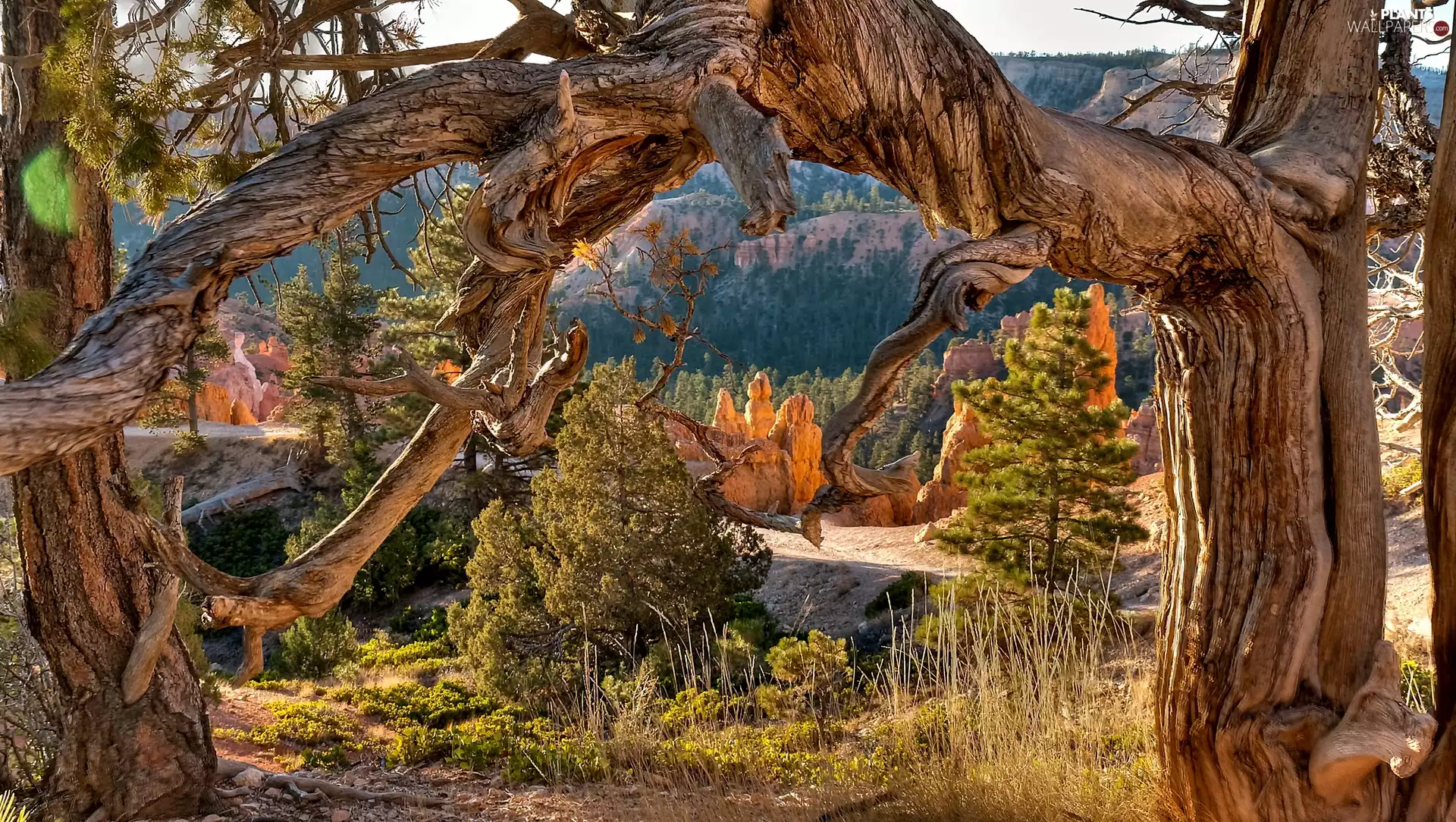 Branched Trees, Utah, USA, canyon