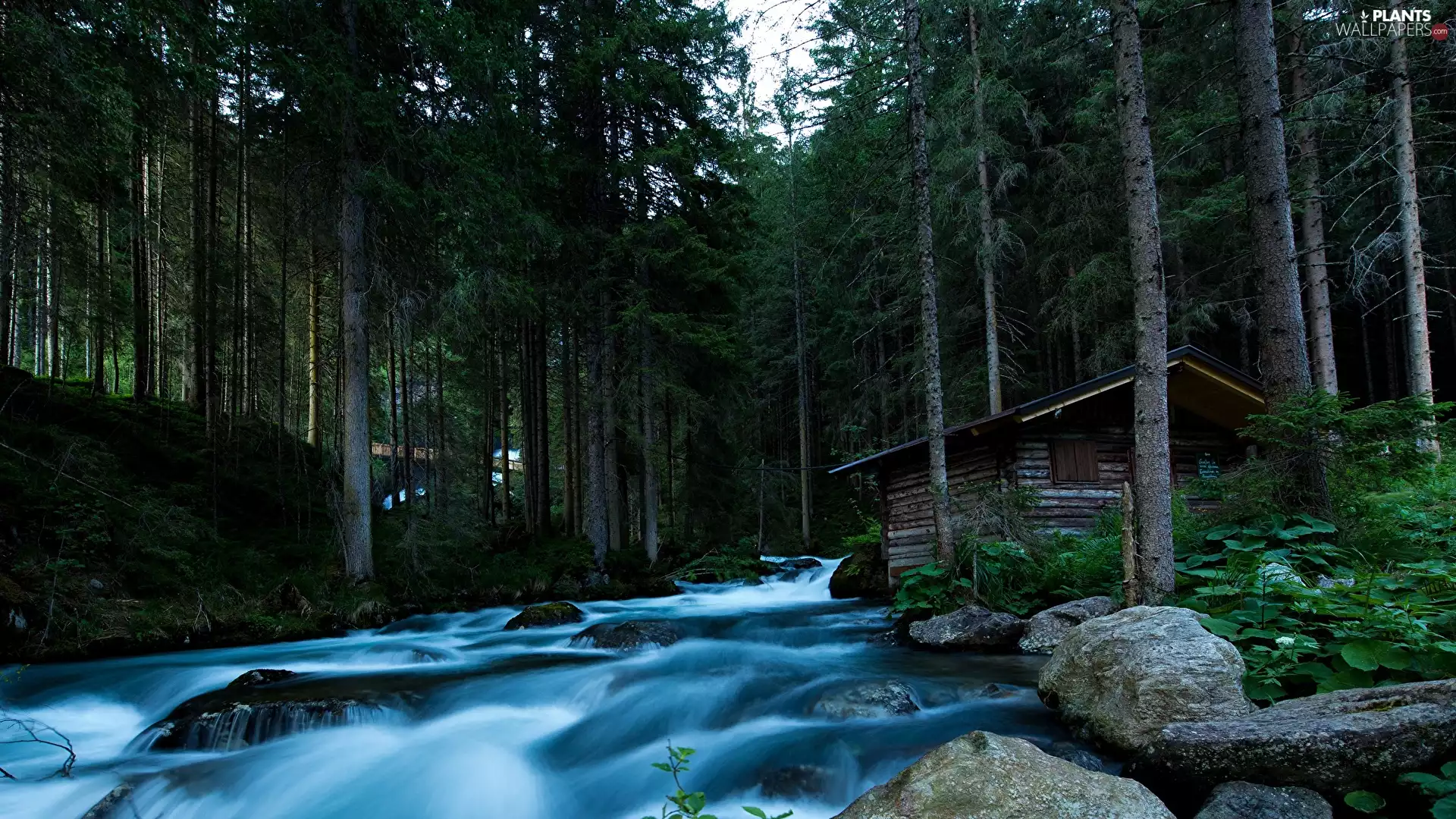 wooden, Home, VEGETATION, forest, viewes, mossy, River, trees
