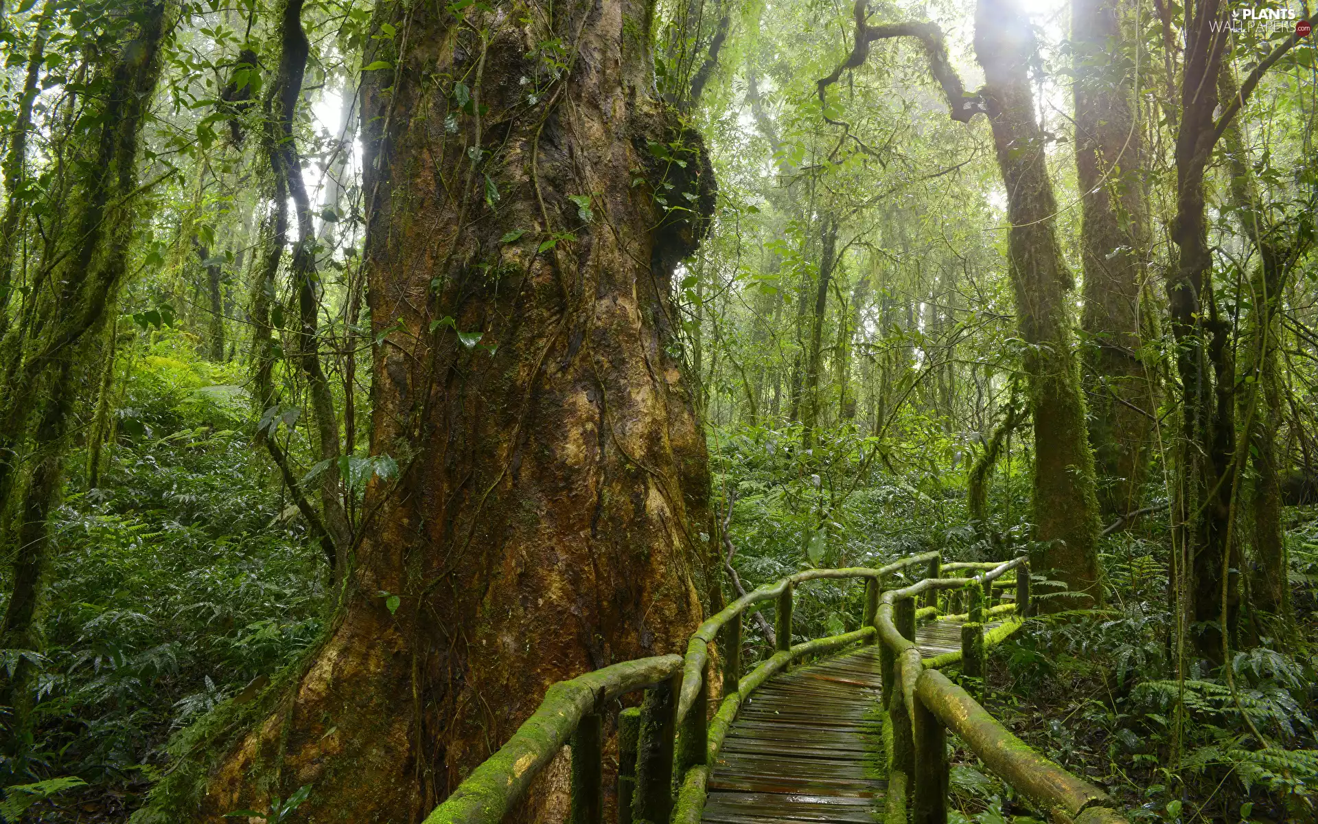 bridges, Rainforest, VEGETATION, jungle, viewes, room, Thailand, trees