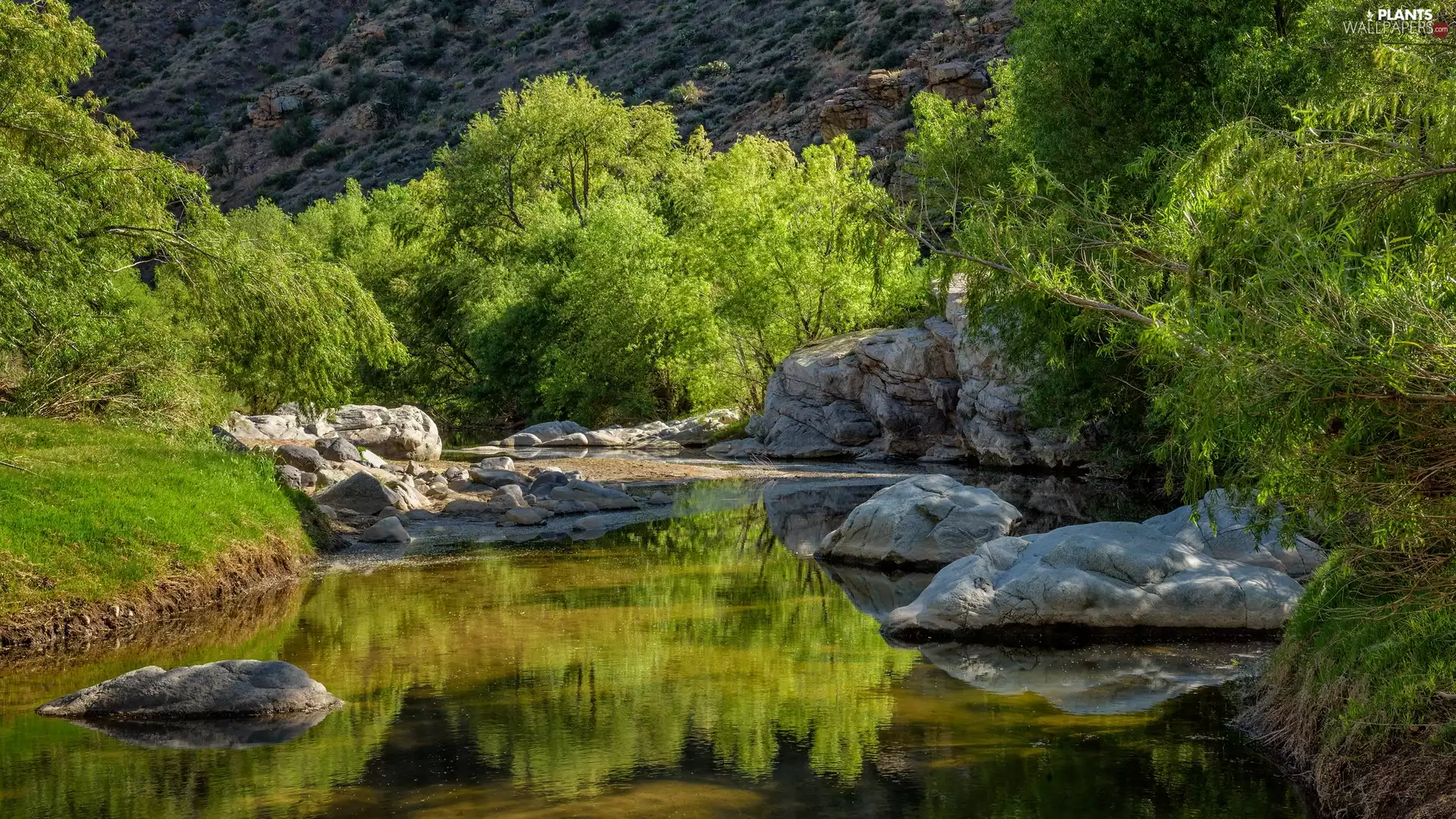trees, River, viewes, rocks, viewes, reflection, VEGETATION, trees, Stones