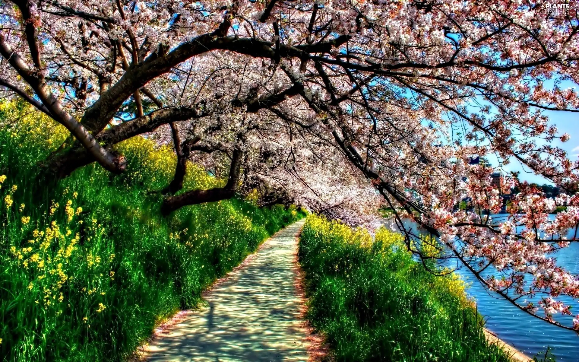 trees, VEGETATION, Path, flourishing, Spring