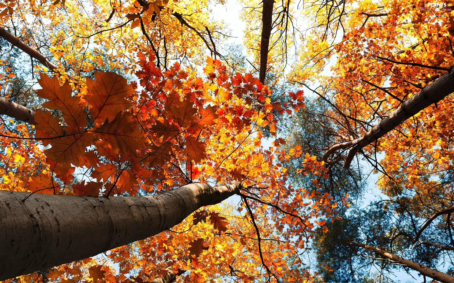 trees, autumn, vertices