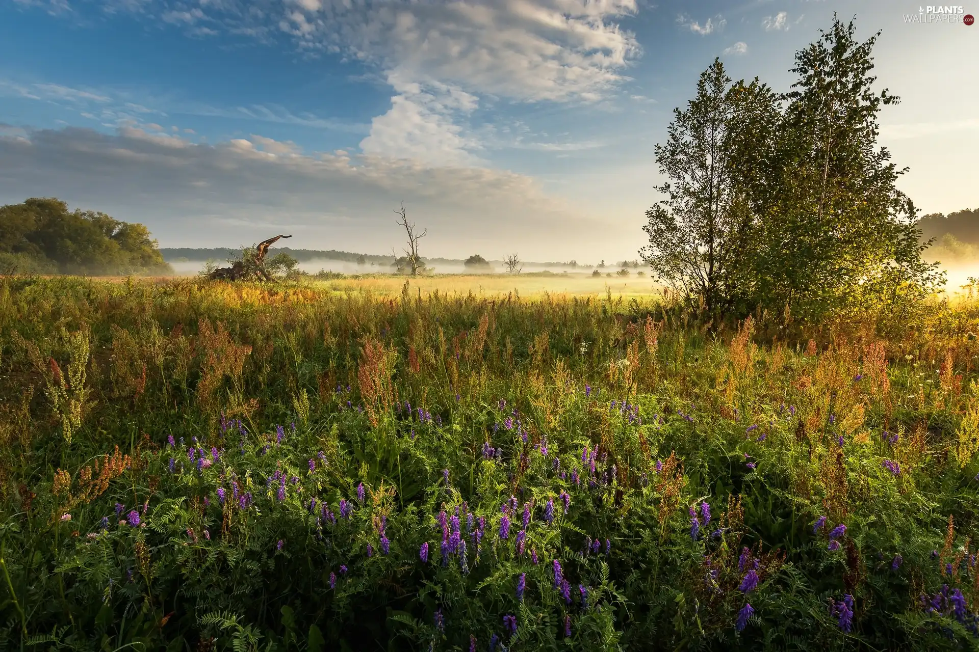 trees, Meadow, viewes, purple, Sunrise, clouds, Vetch, Fog, Flowers