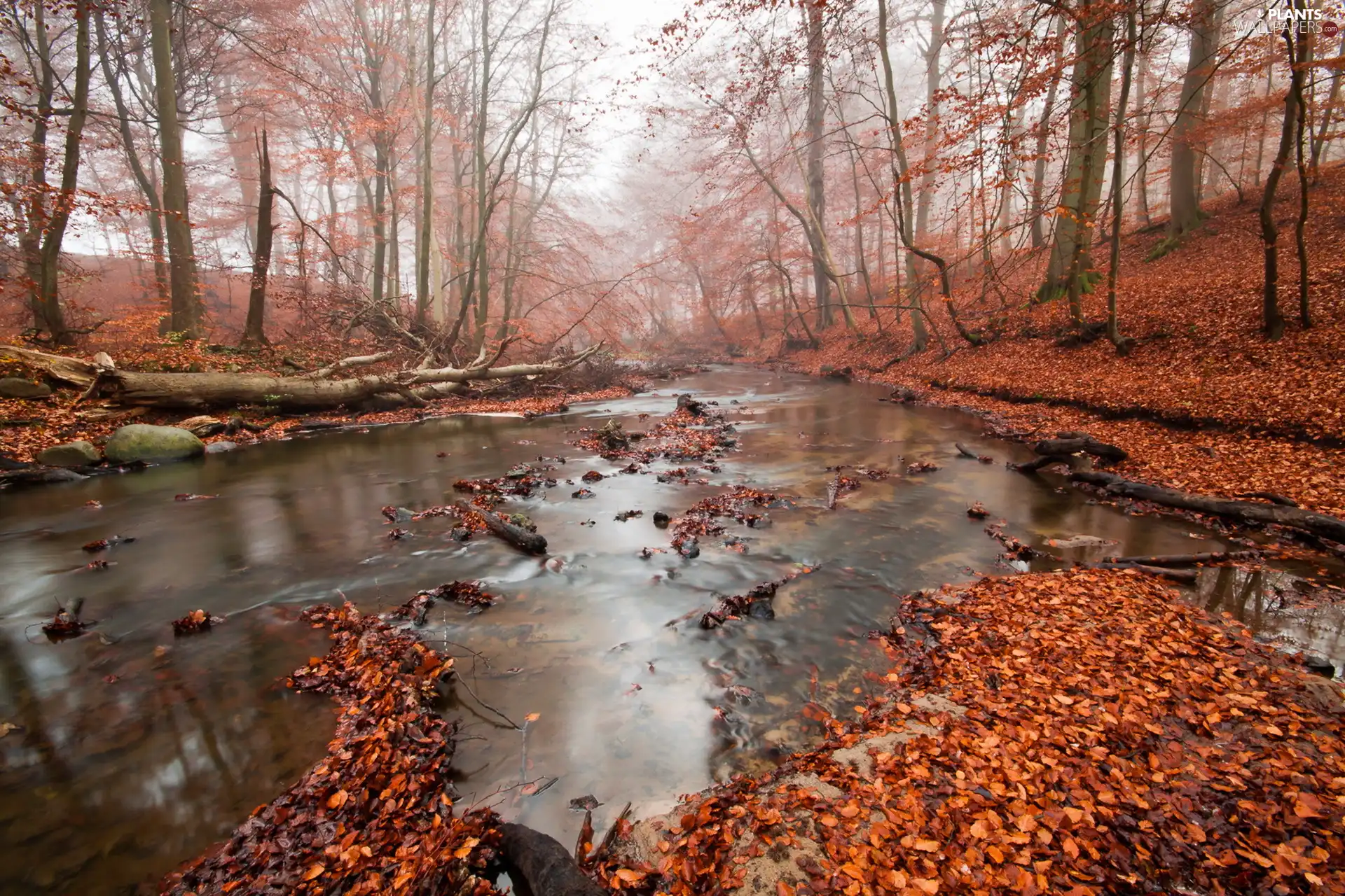 trees, viewes, River, Leaf, autumn