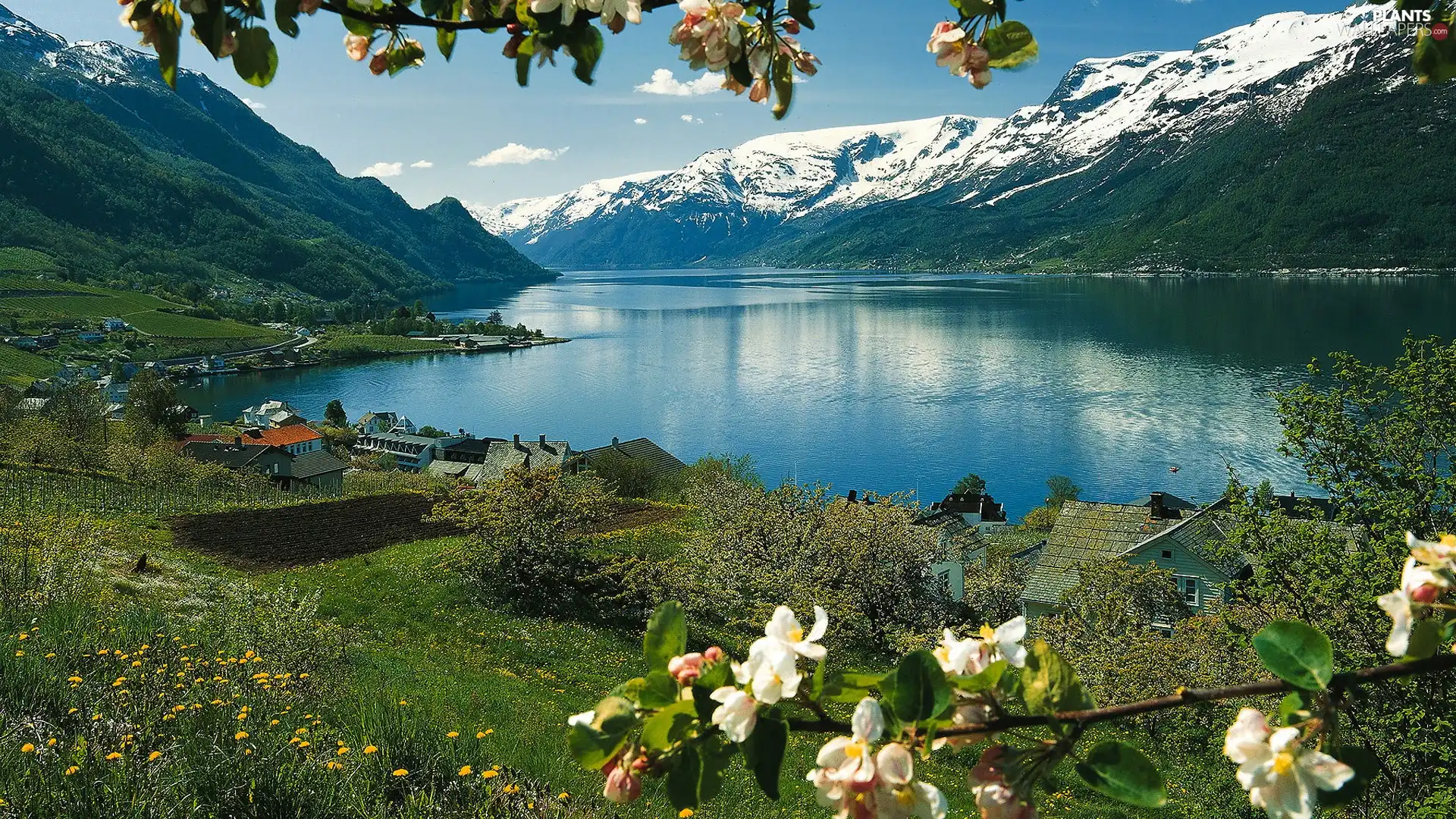 twig, lake, trees, viewes, blooming, Mountains