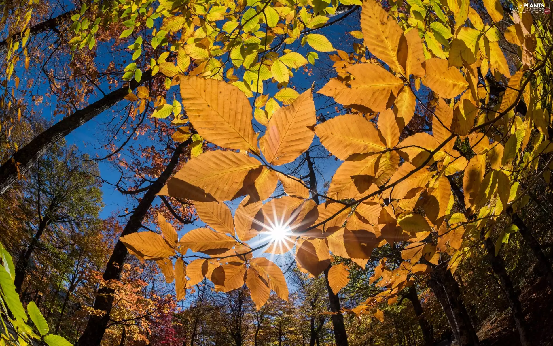 trees, autumn, branch pics, rays of the Sun, viewes, Leaf