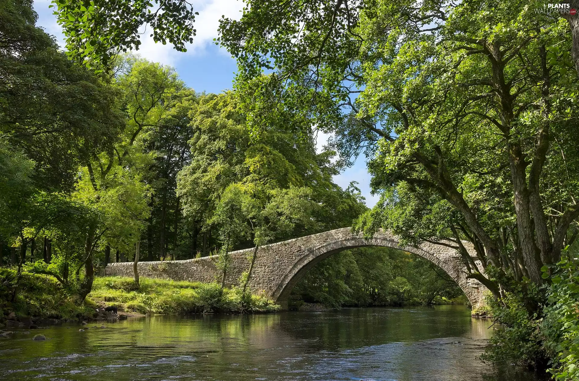 River, trees, viewes, Arch Bridge