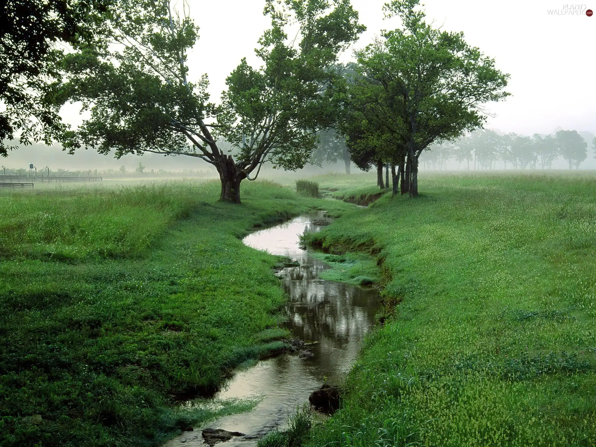 Narrow, Green, trees, viewes, brook, Meadow