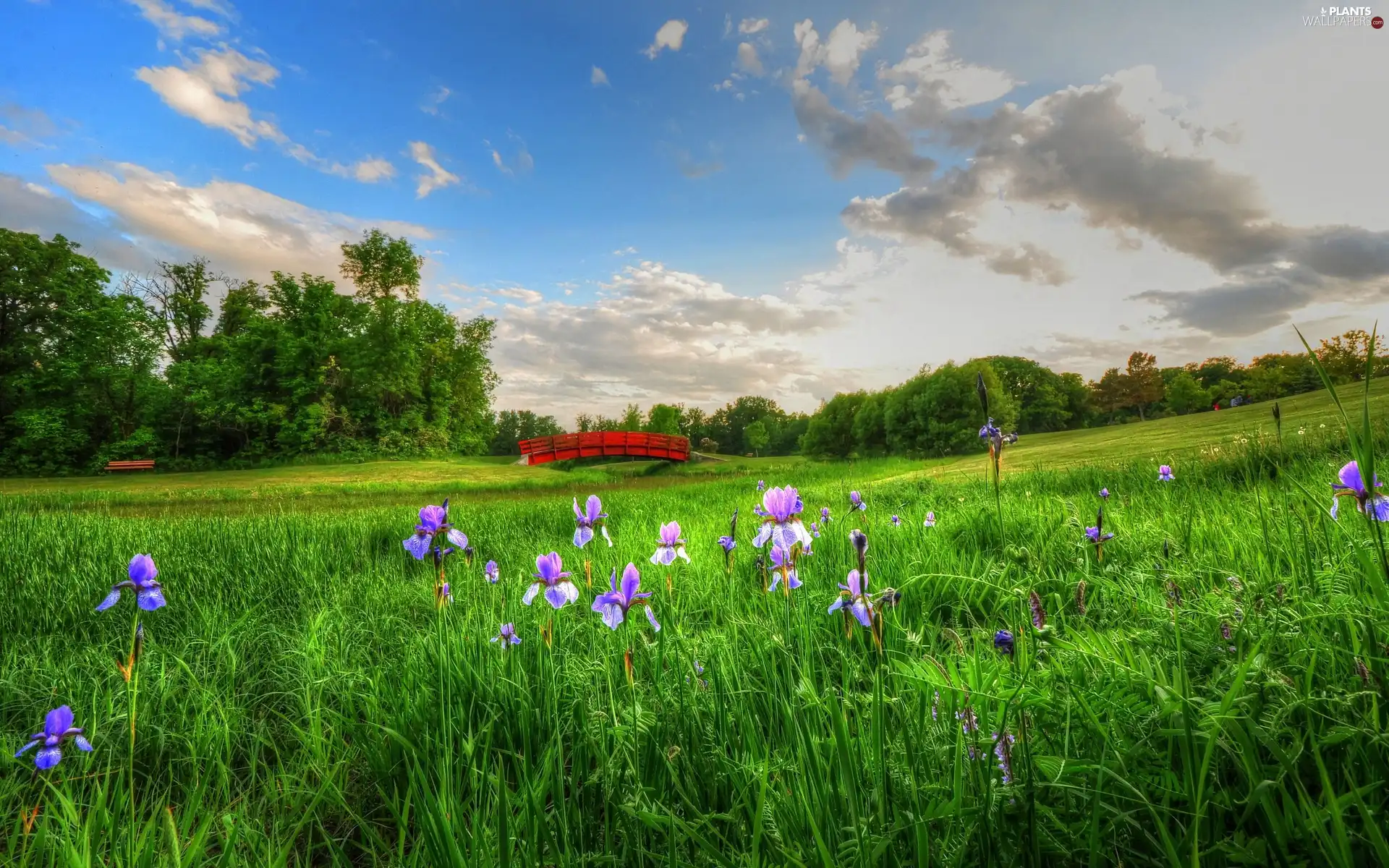 bridges, Meadow, trees, viewes, brook, Flowers