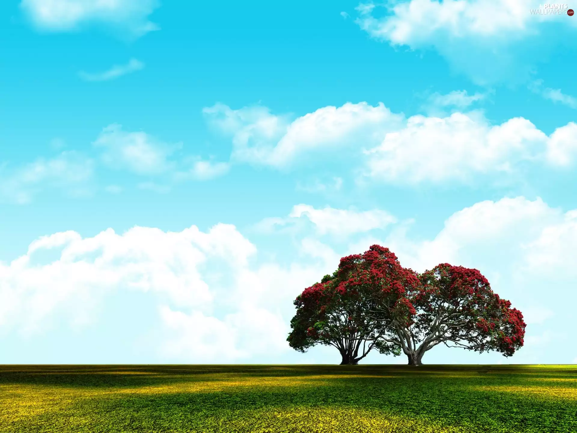 viewes, Two cars, trees