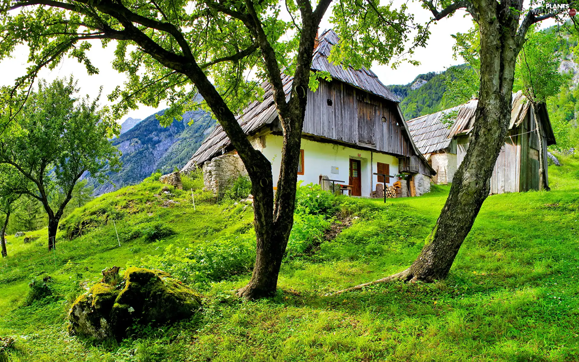 trees, viewes, Home, farm, country