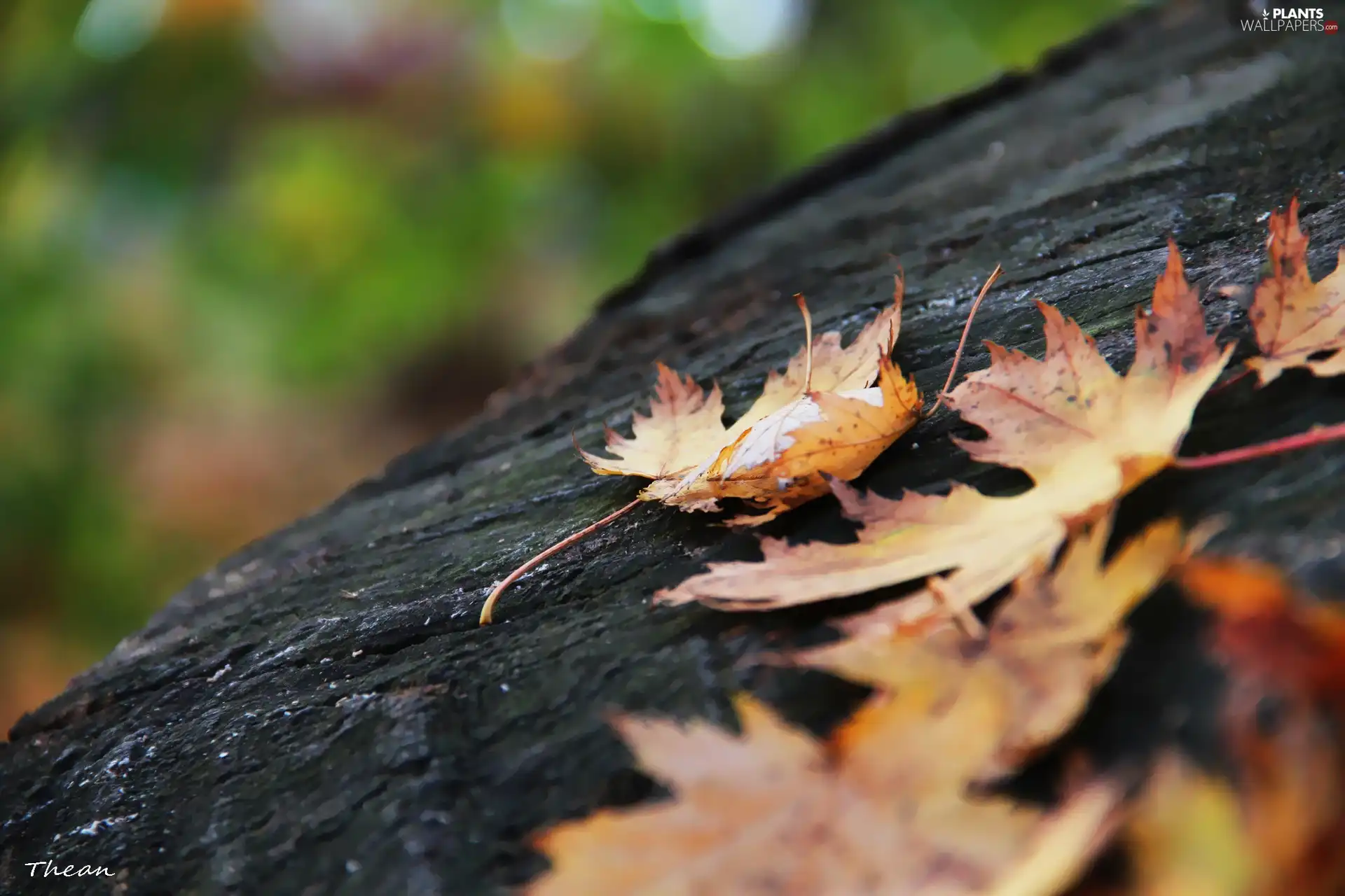 trees, viewes, Leaf, trunk, dry