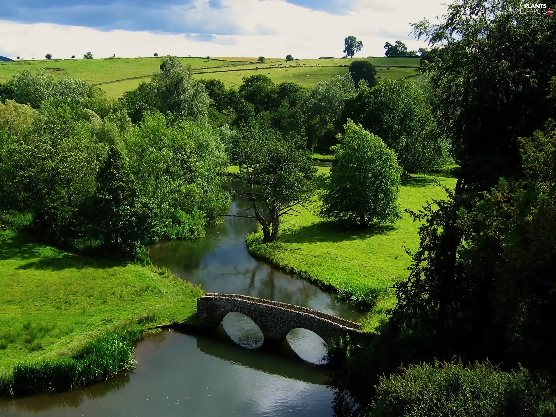 trees, viewes, River, bridge, field