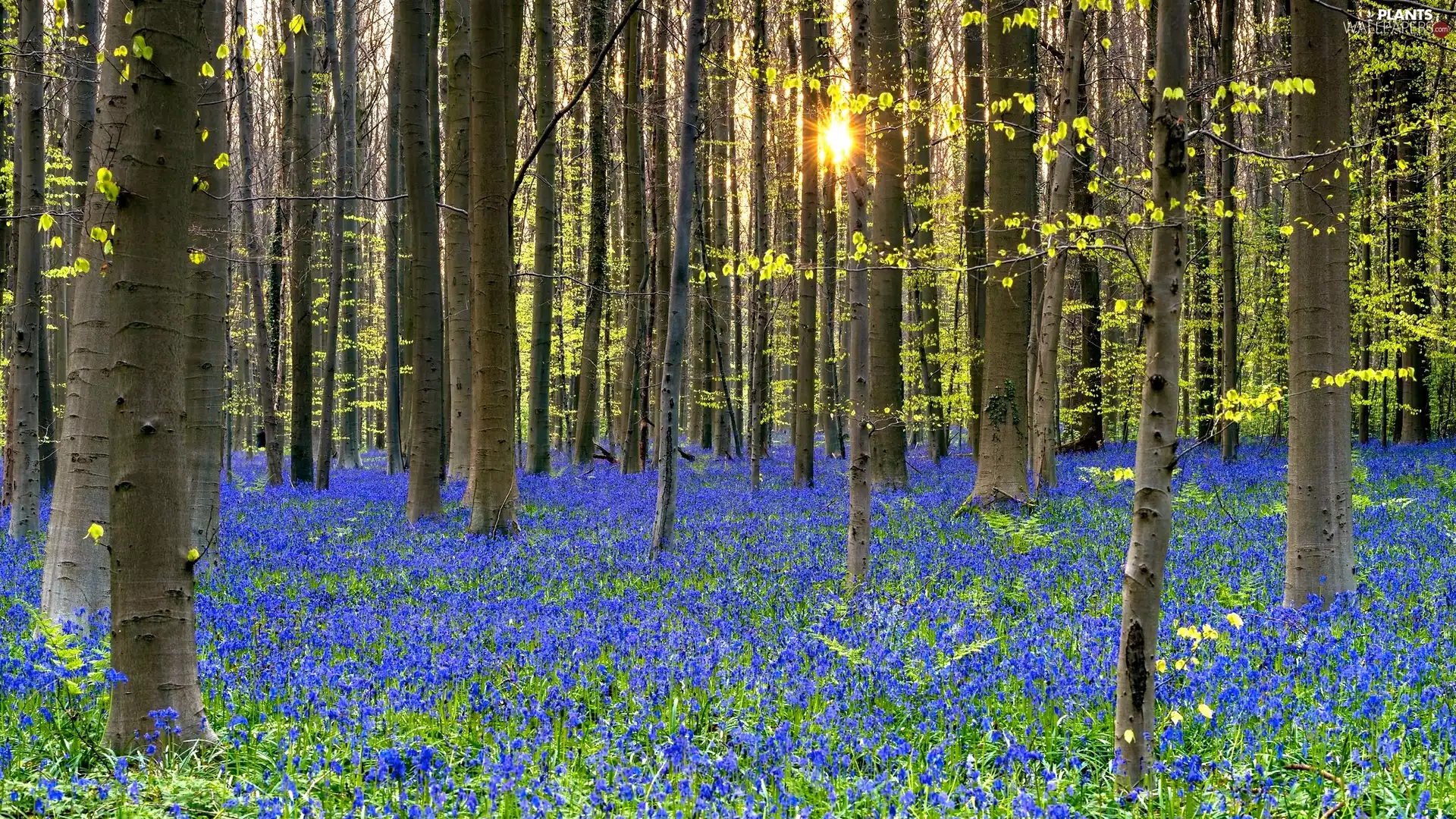 trees, forest, Flowers, rays of the Sun, Spring, viewes, Blue