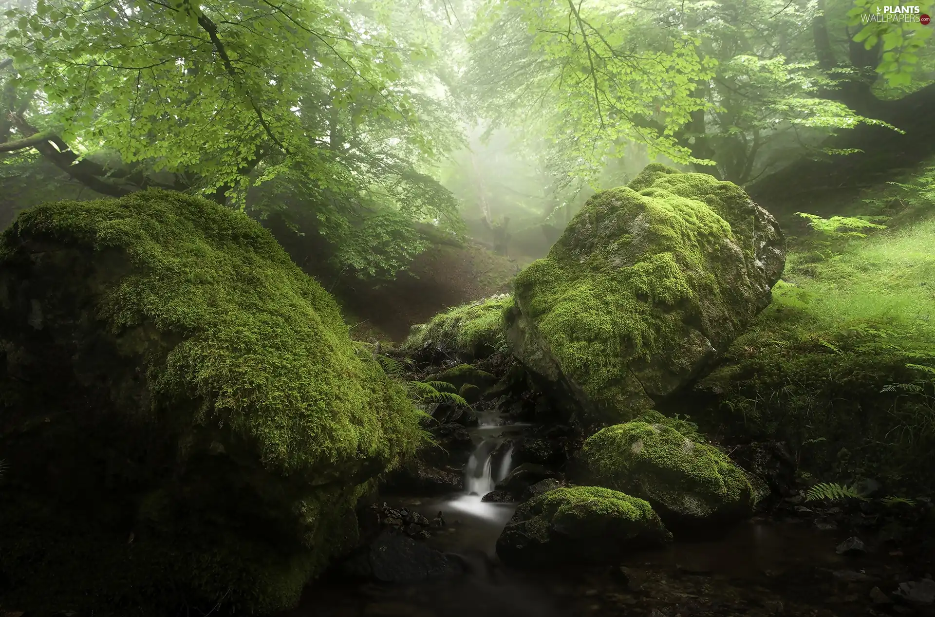 rocks, stream, trees, viewes, Fog, mossy