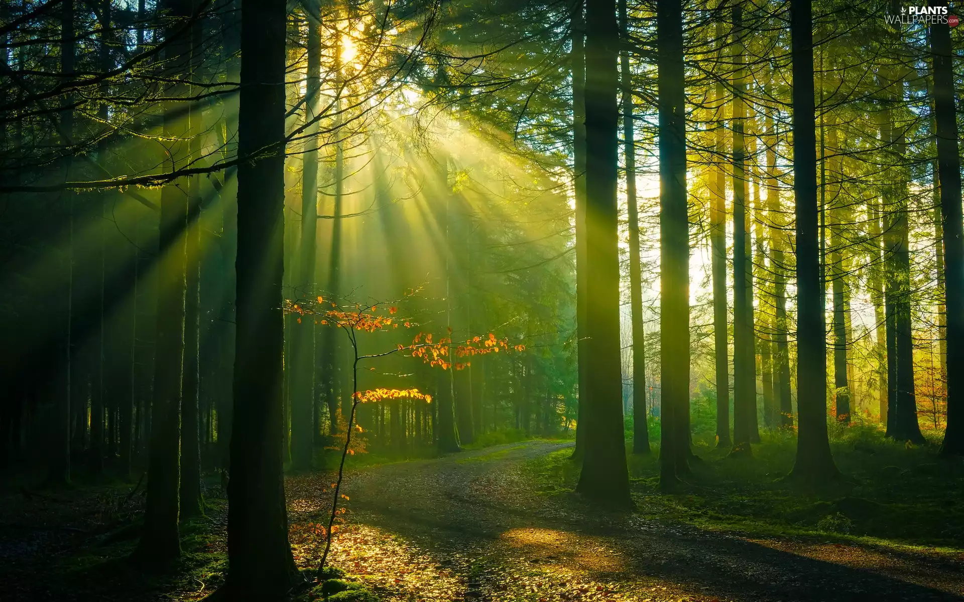 Path, forest, viewes, light breaking through sky, trees