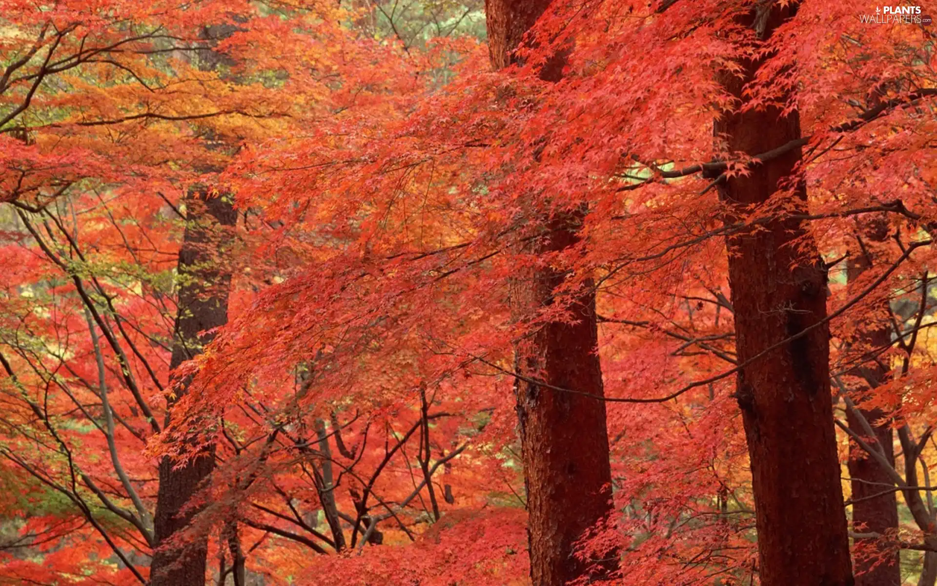 trees, viewes, autumn, color, forest