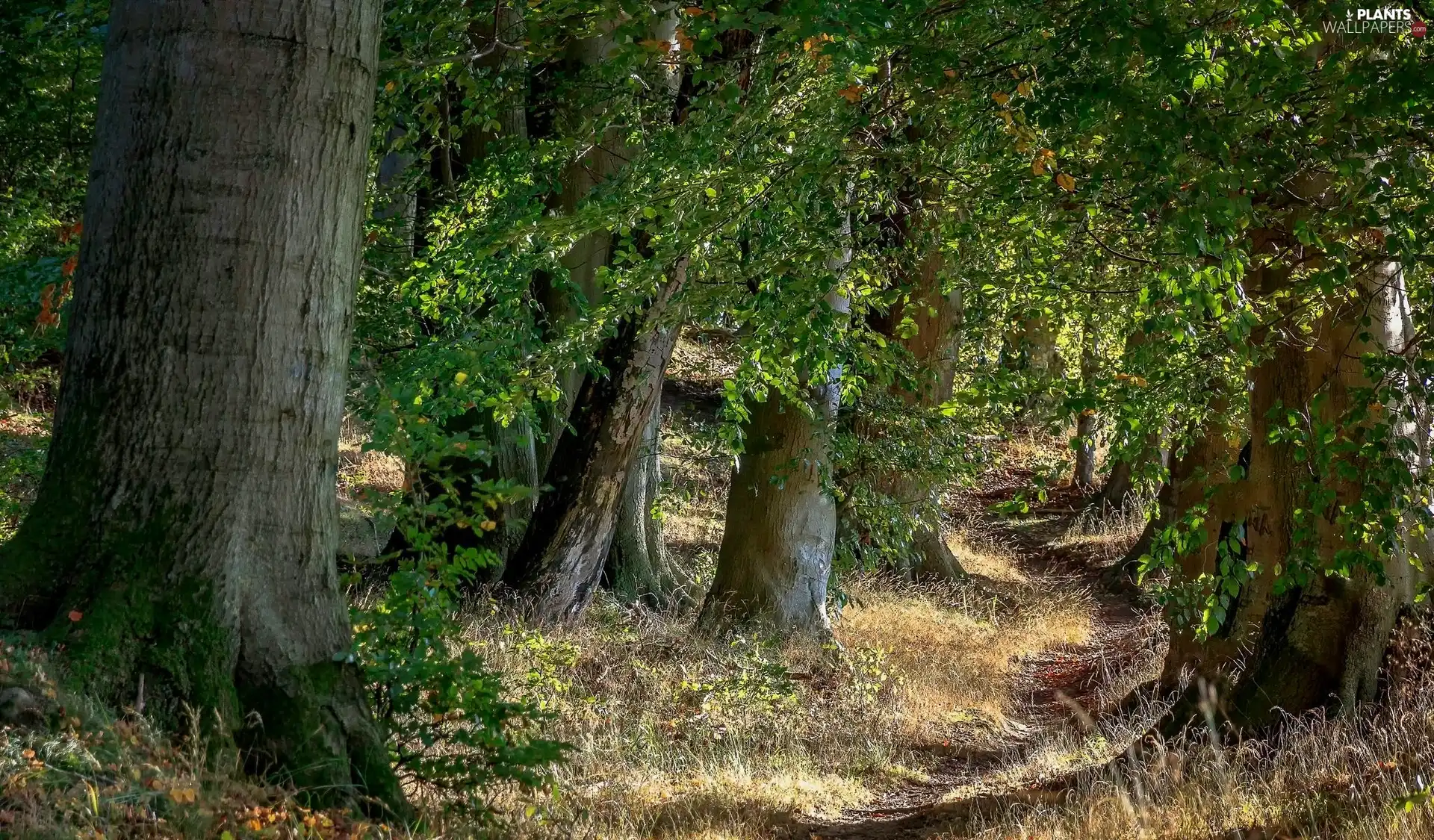 trees, viewes, leaved, grass, forest