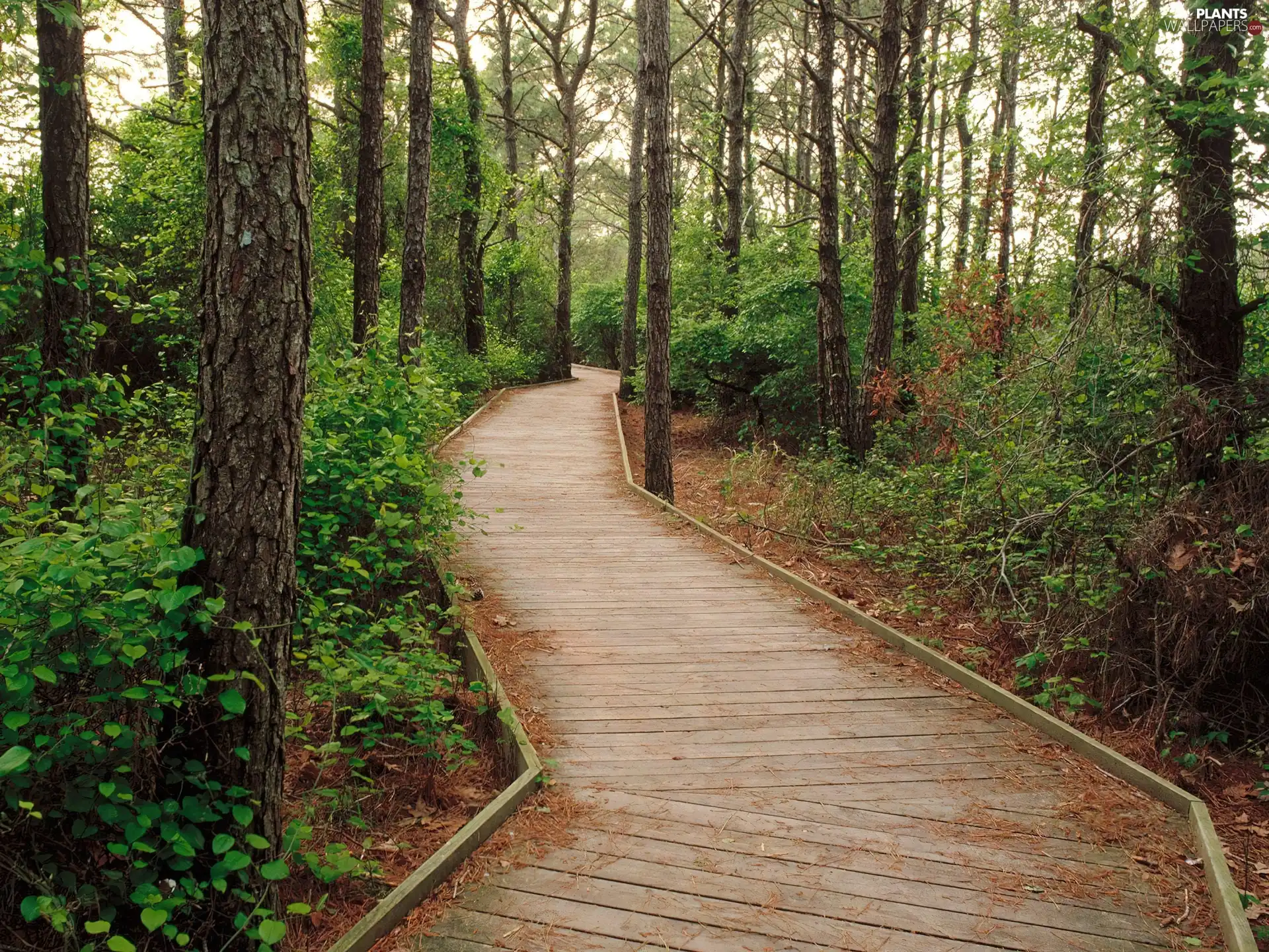 trees, viewes, Wooden, Path, forest