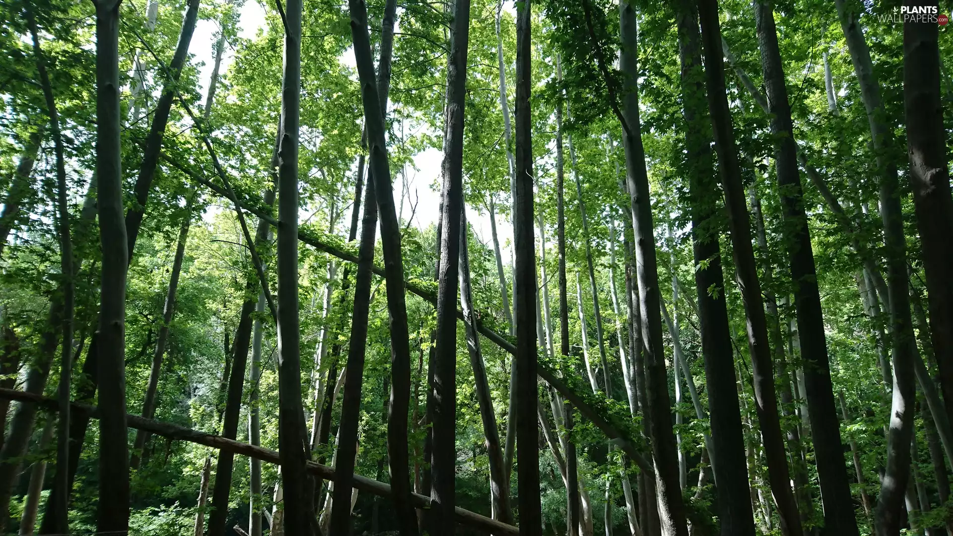 viewes, Broadleaf Forests, trees