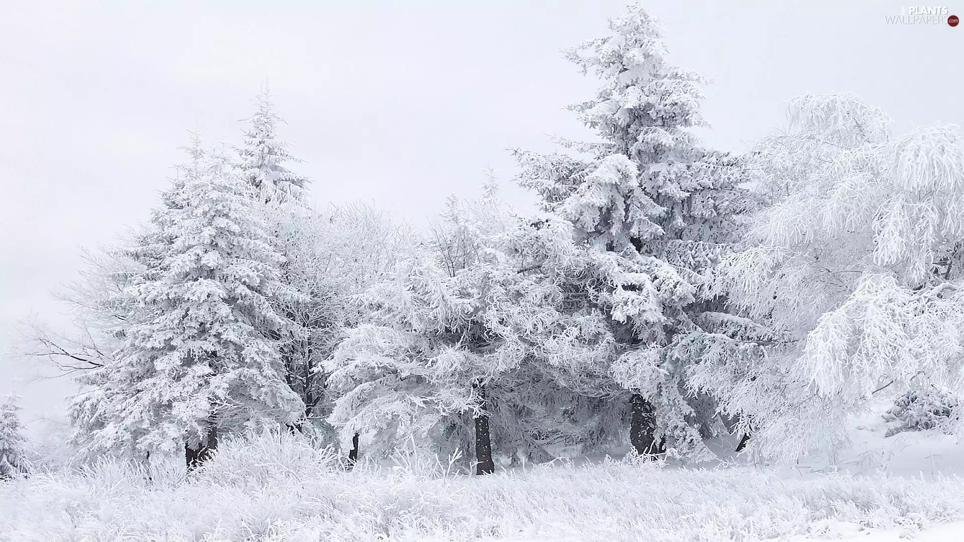 snow, trees, viewes, White frost
