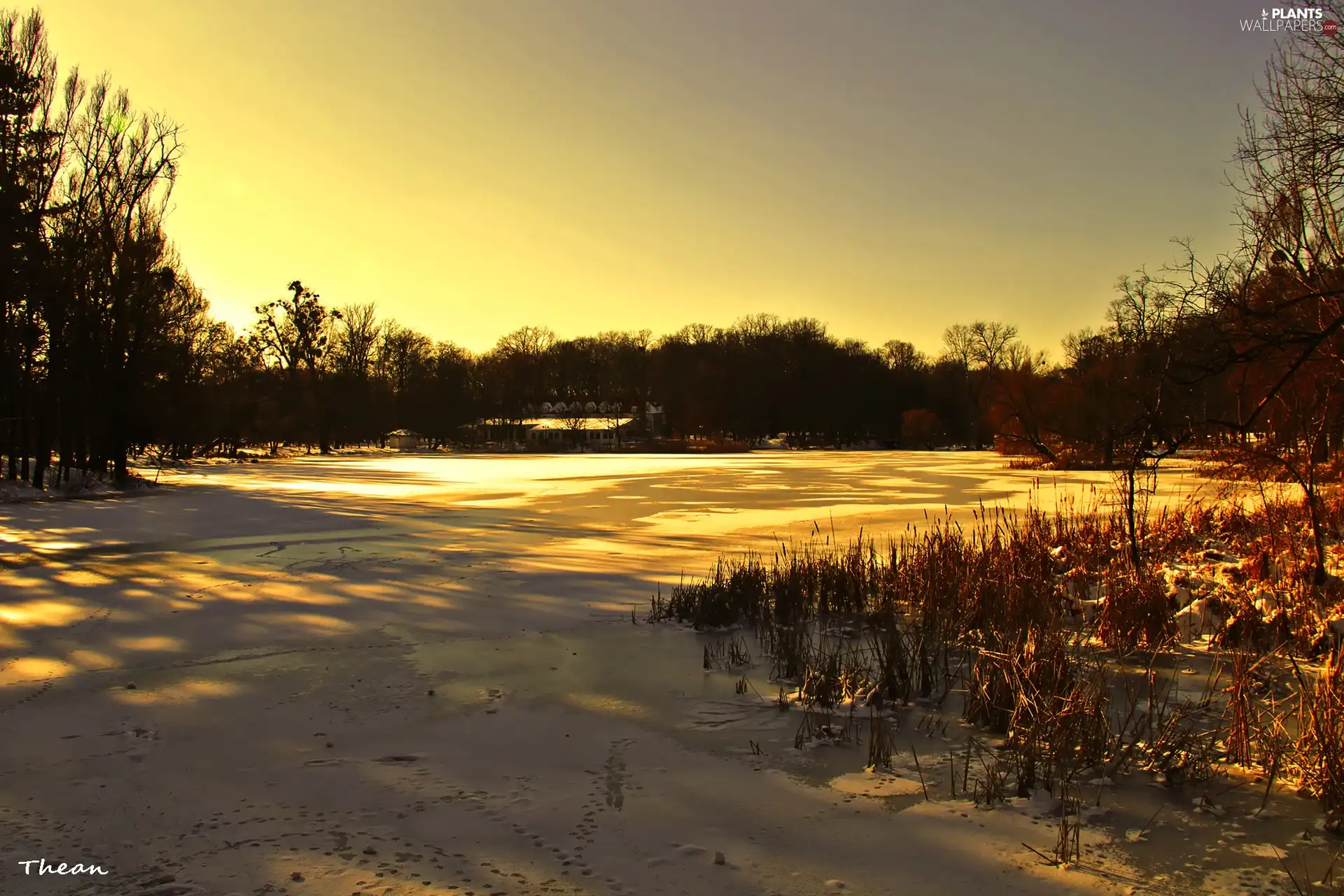 trees, viewes, lake, winter, frozen