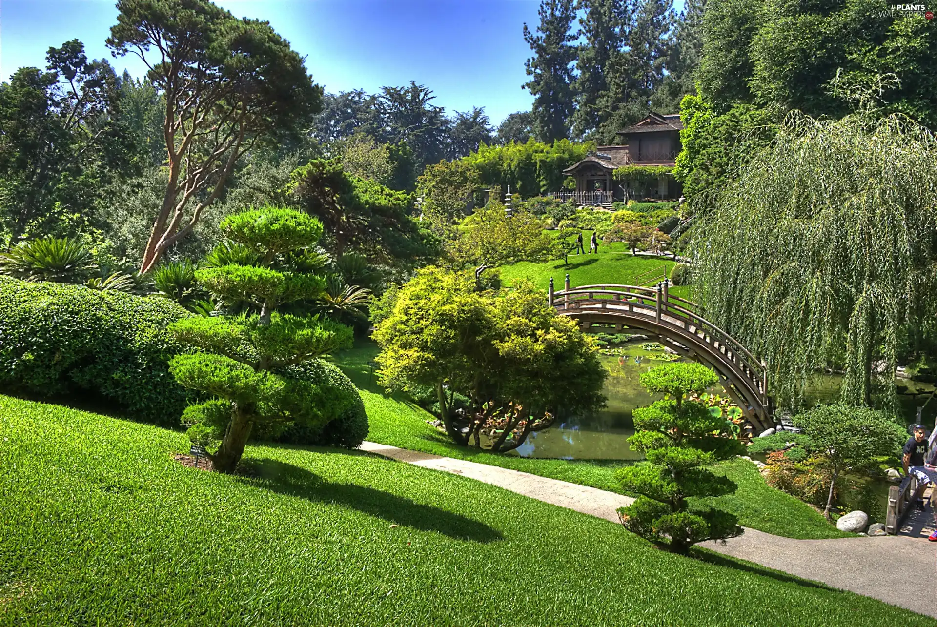 trees, viewes, japanese, bridges, Garden