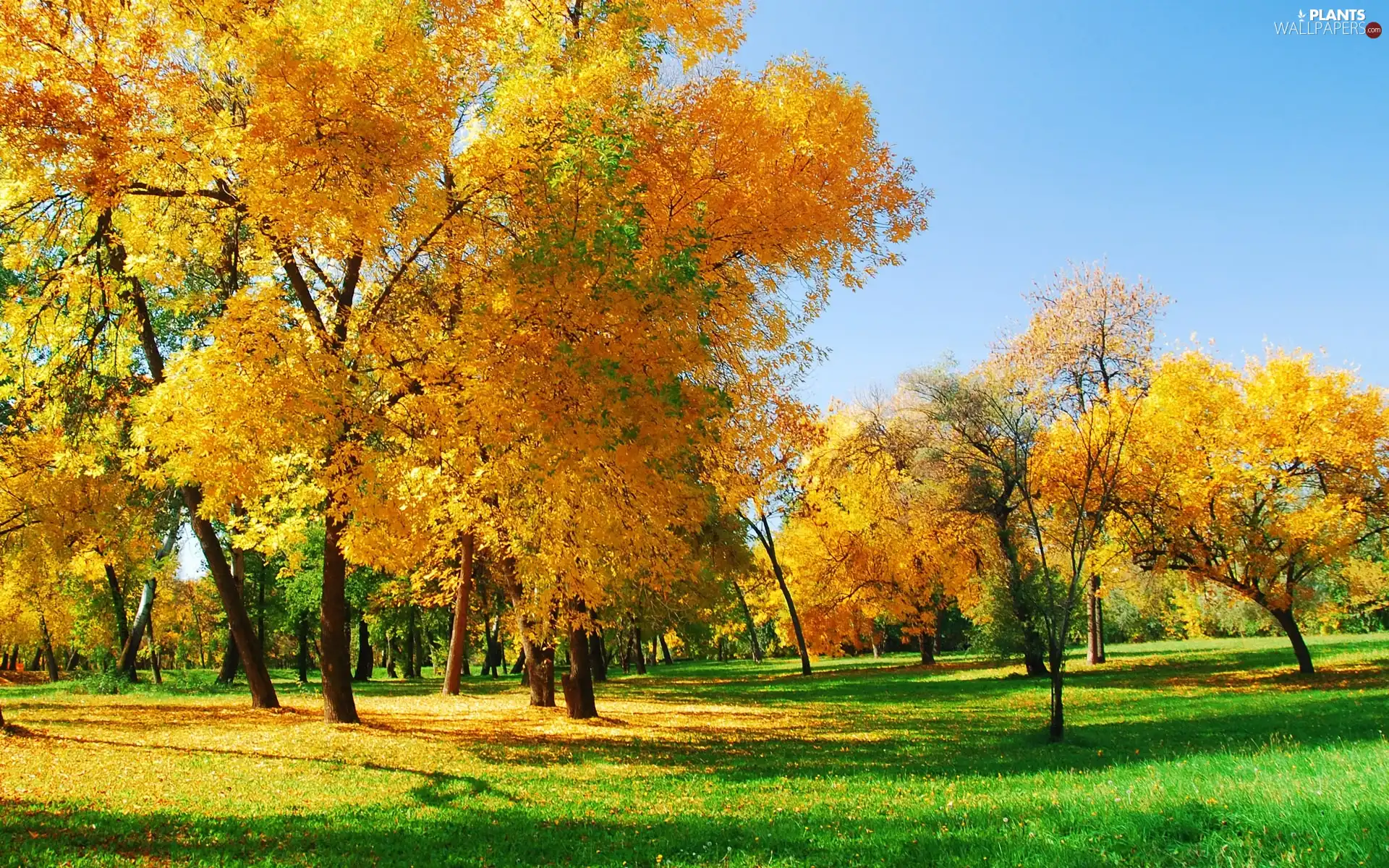 trees, viewes, autumn, Yellow, Golden automobile
