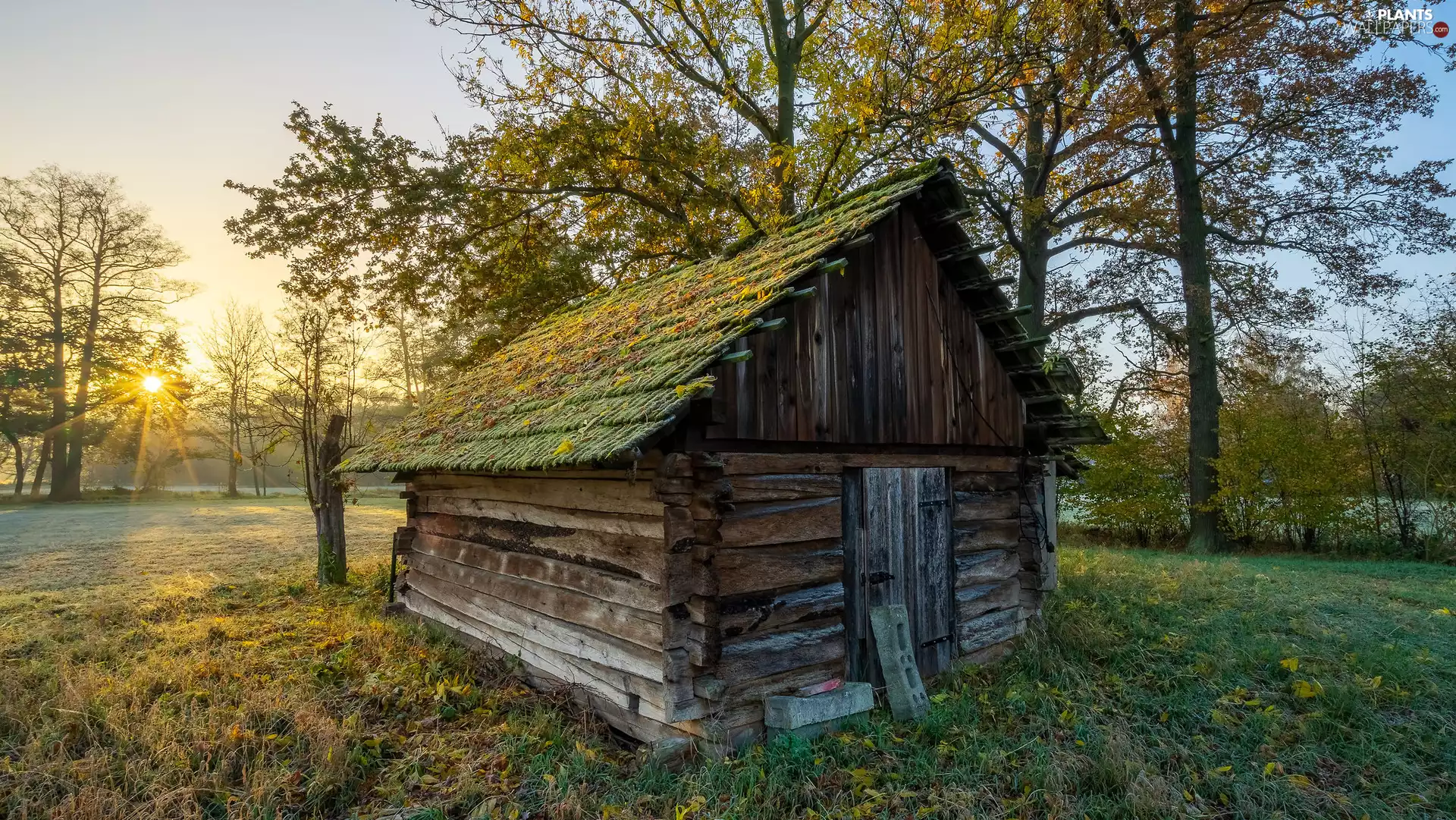 cote, grass, viewes, rays of the Sun, trees