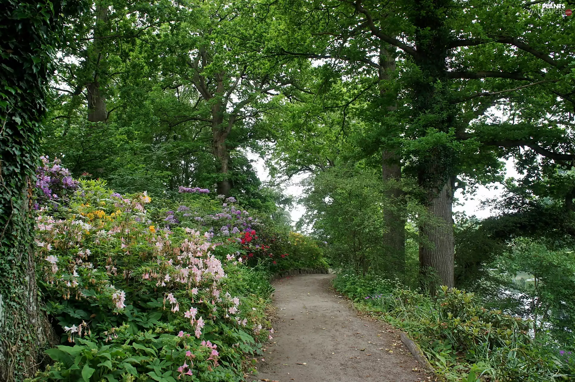 Denmark, Spring, Grasten, Park in Grasten, trees, viewes, flourishing, Rhododendron, lane