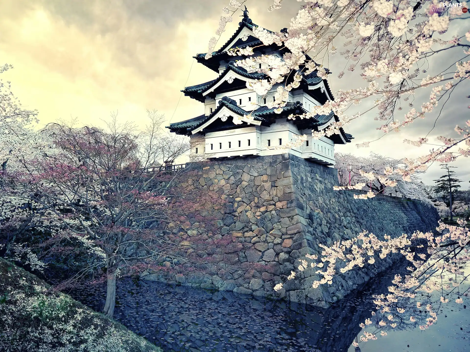 trees, viewes, house, flourishing, Japan